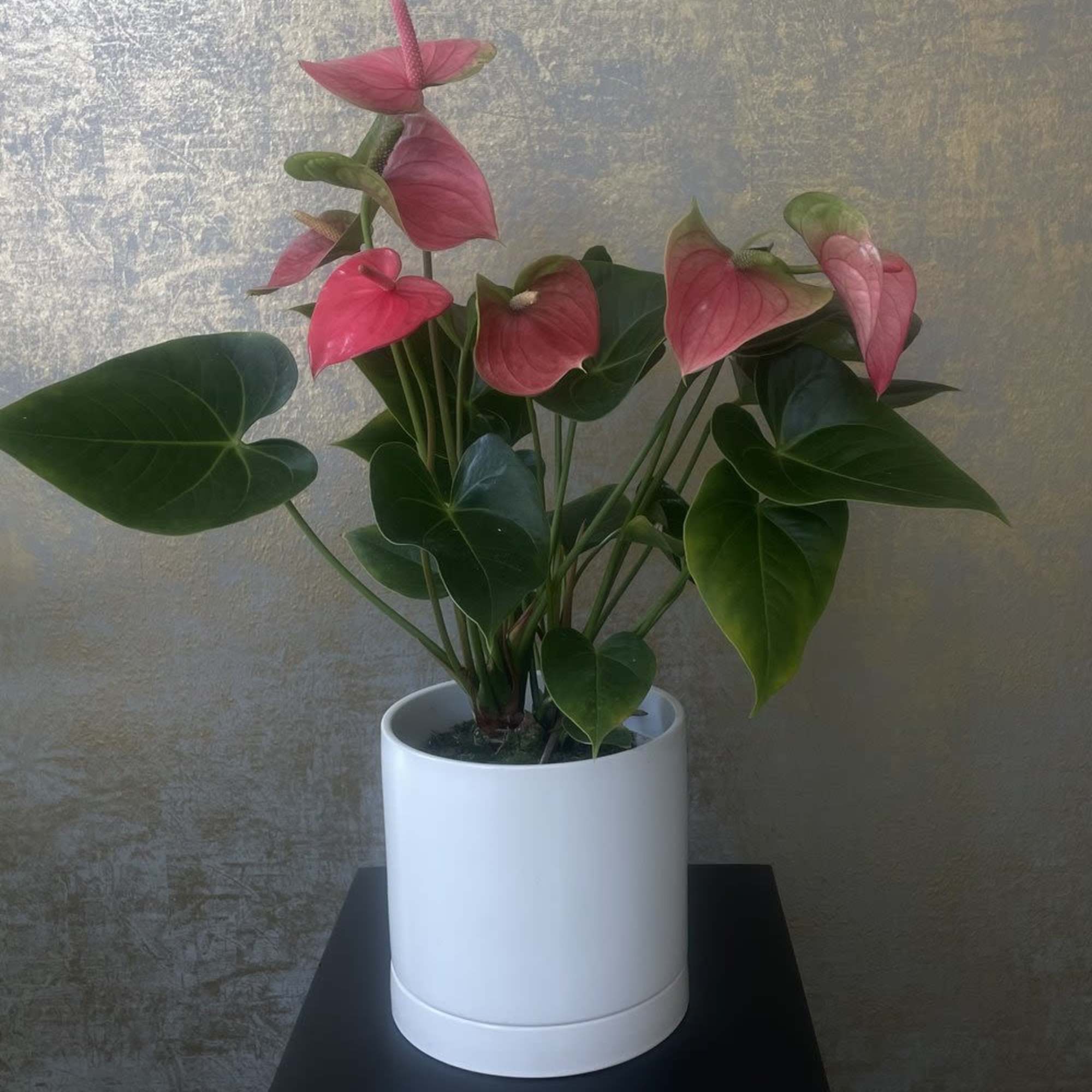 Anthuriums are striking tropical plants known for their glossy, heart-shaped leaves and