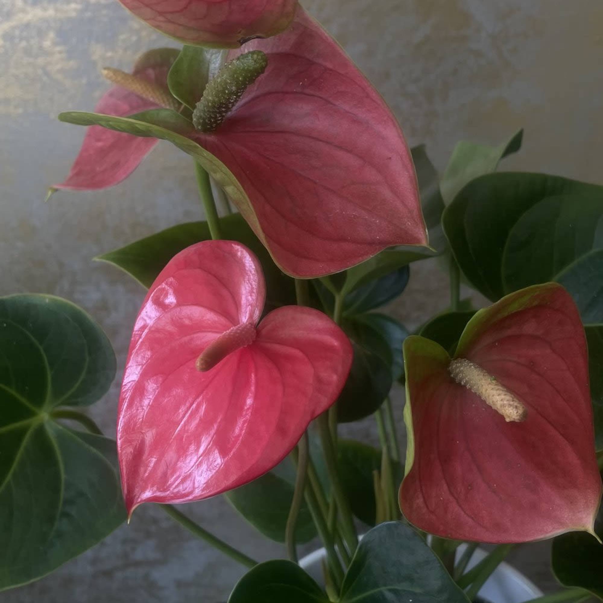 Anthuriums are striking tropical plants known for their glossy, heart-shaped leaves and