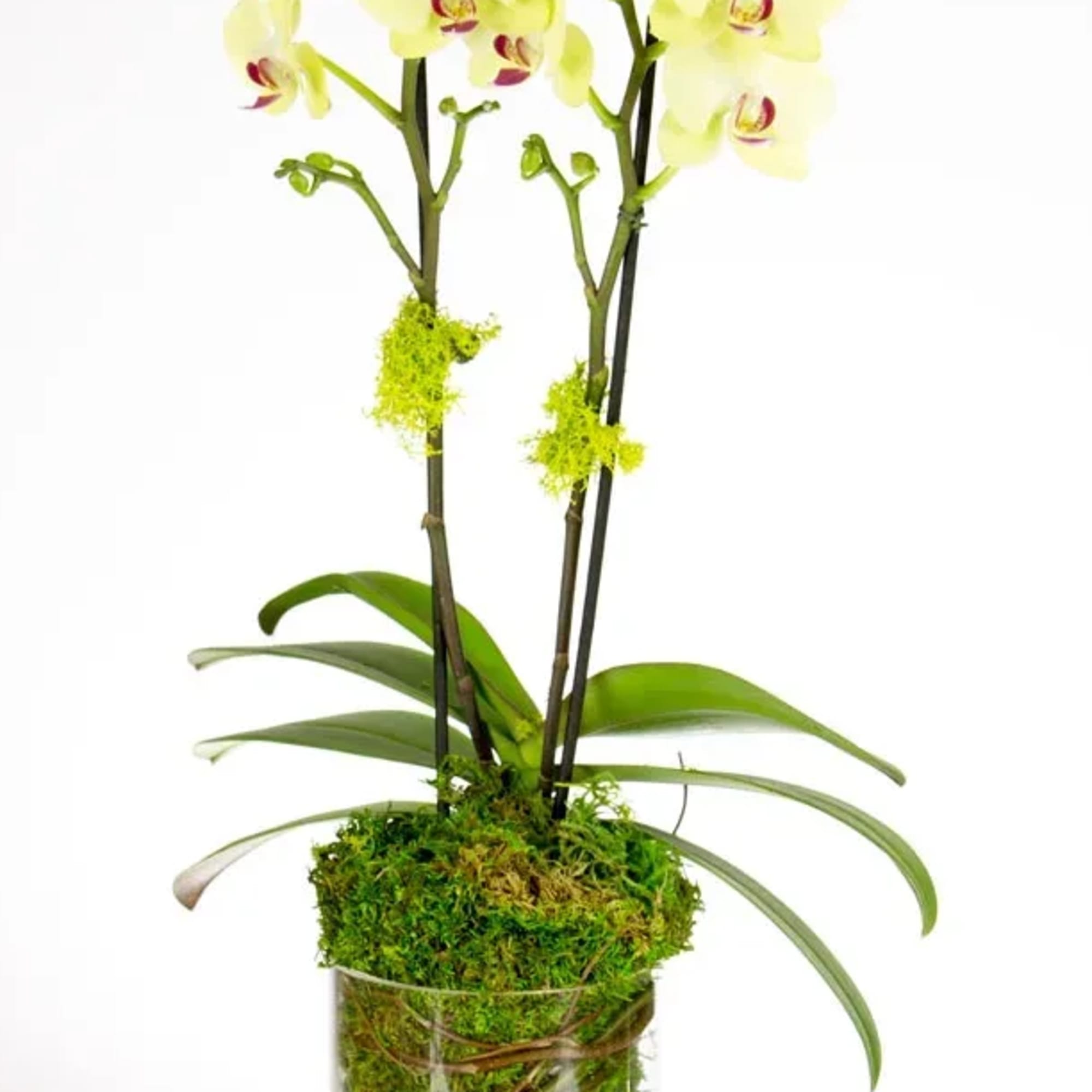 A beautiful yellow double Orchid planted in a clear glass cube, accented