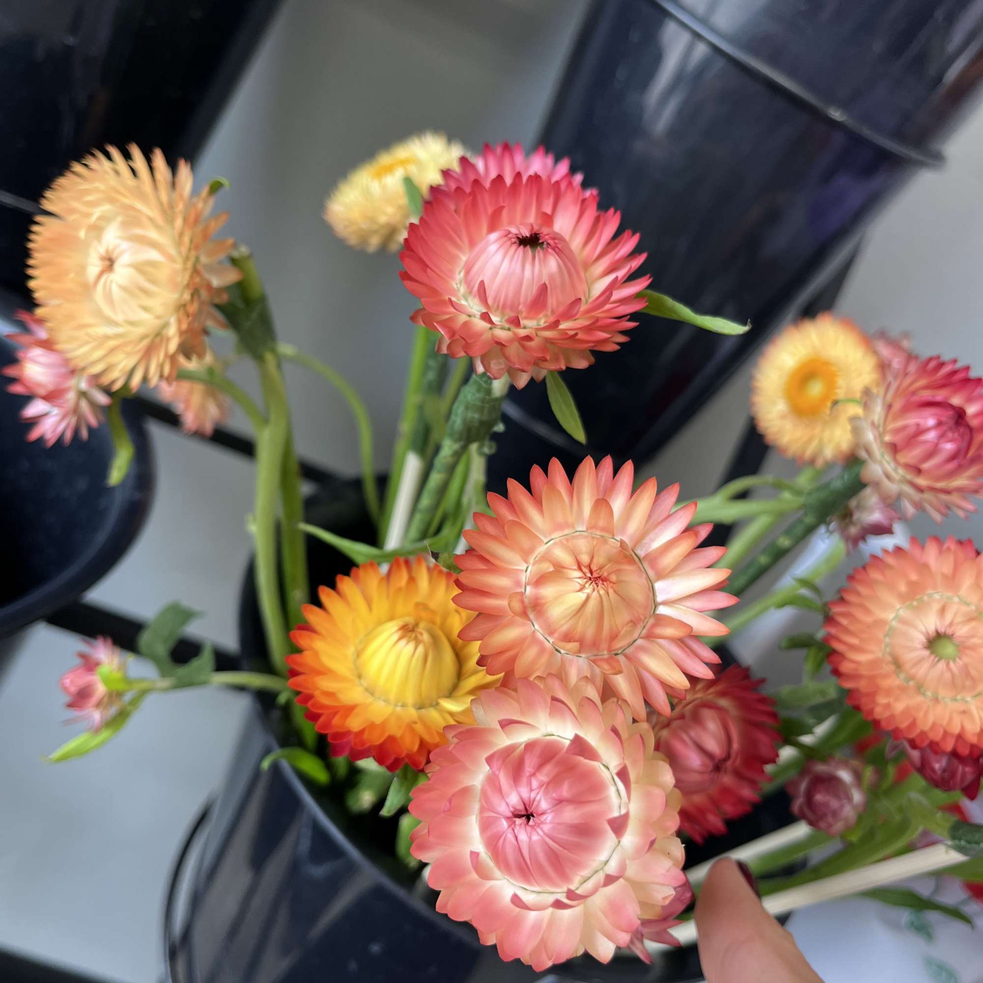 pack of 10 straw flower stems