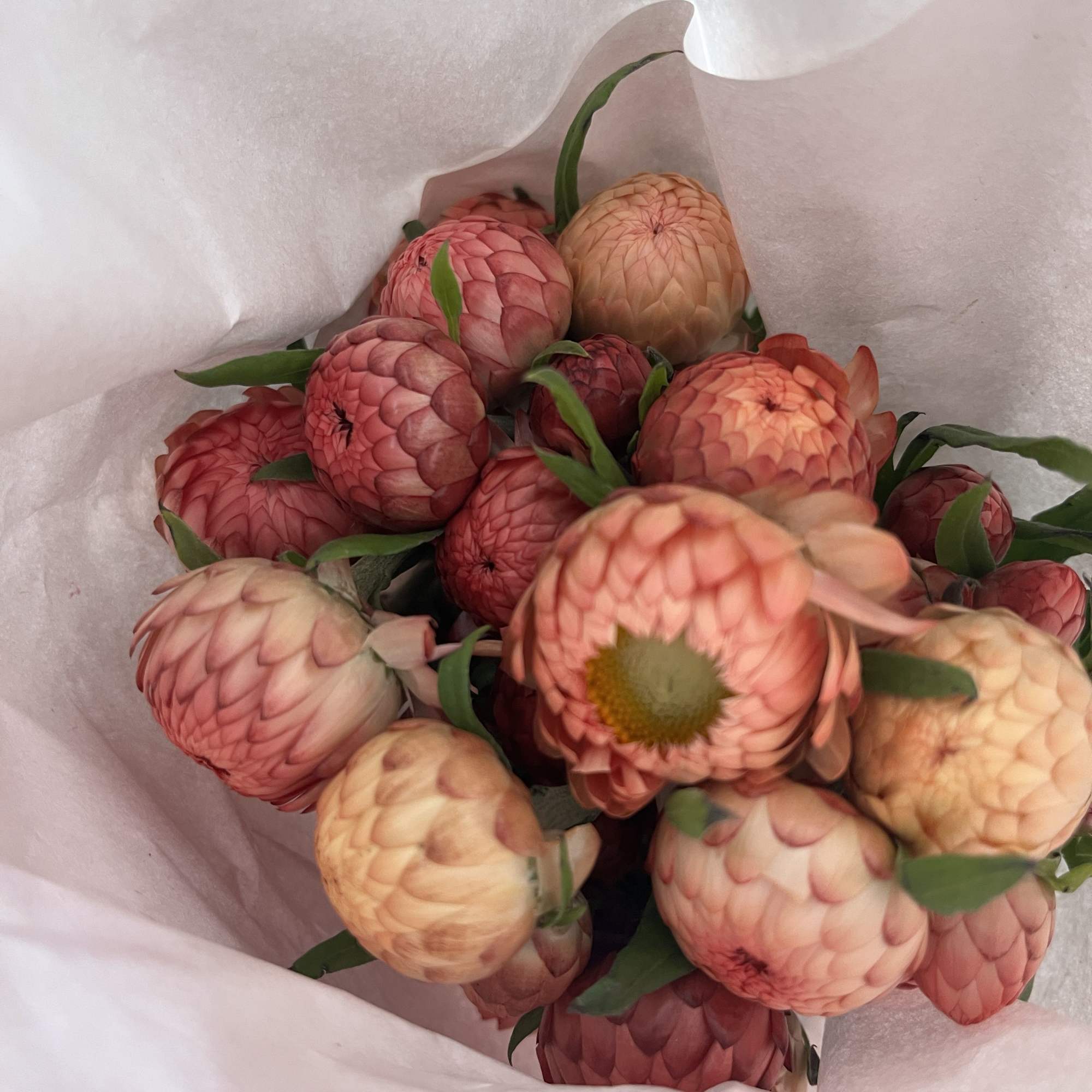 pack of 10 straw flower stems