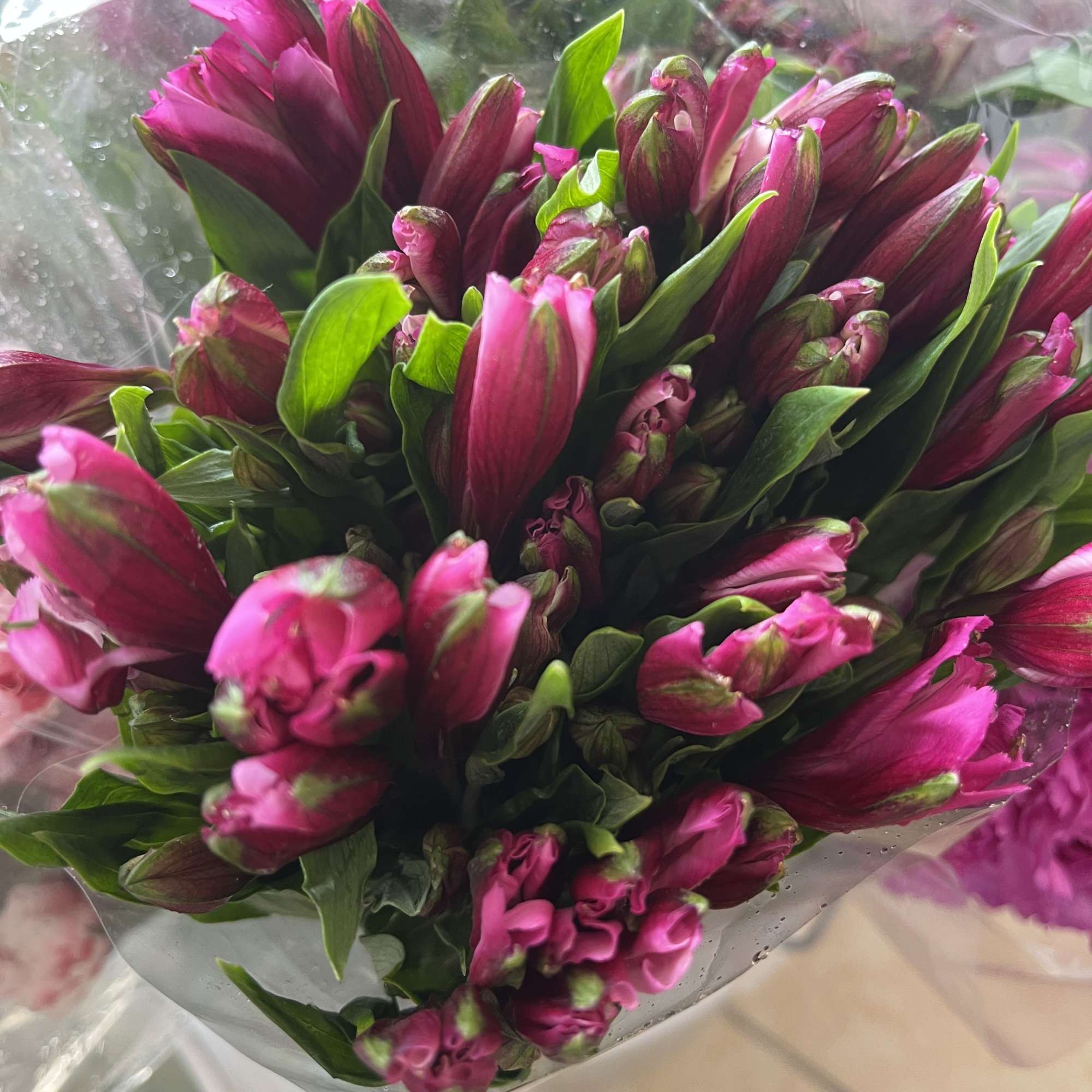 pack of 10 alstroemeria stems