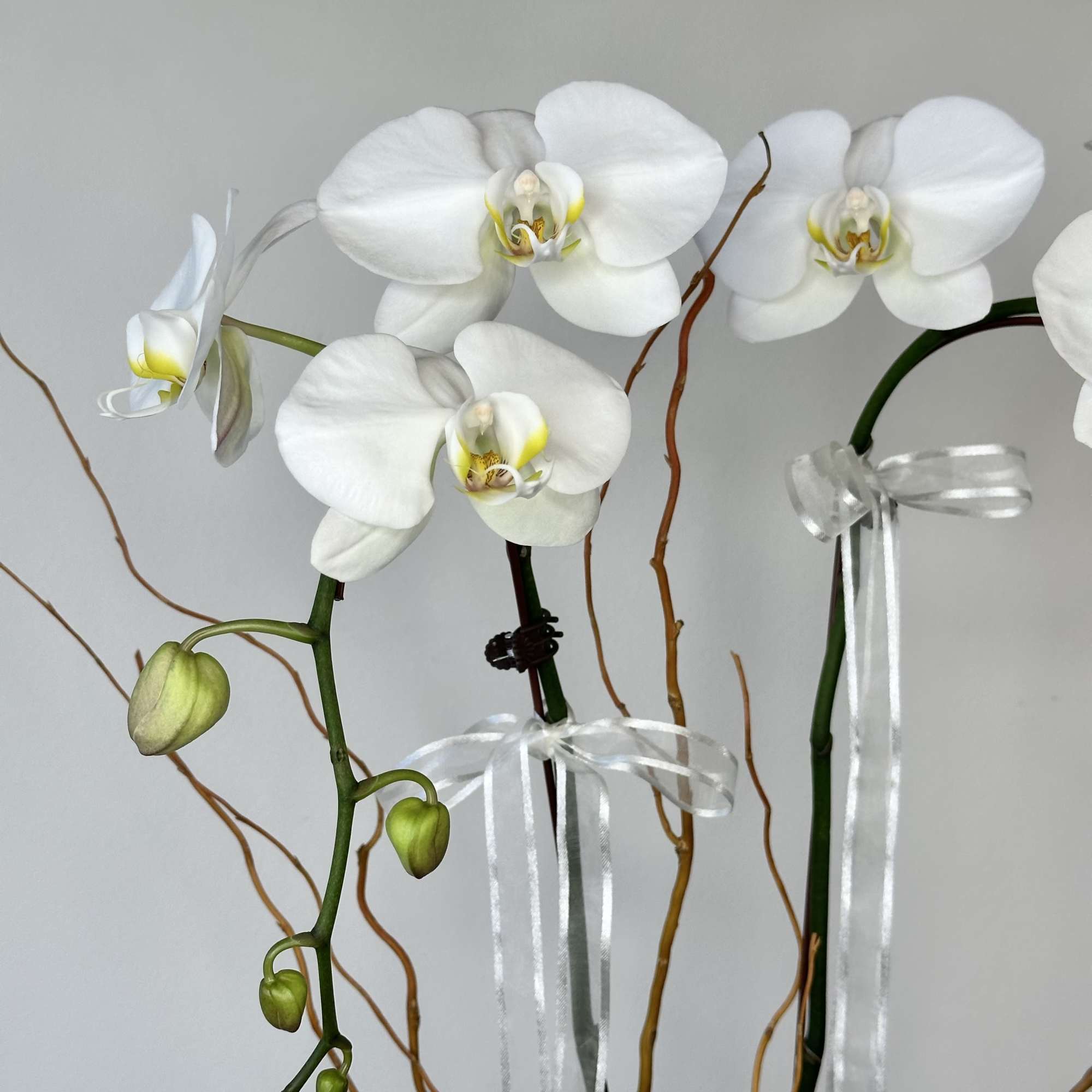 Pure elegance. That&#039;s what these divine white phalaenopsis orchids deliver. They&#039;re beautiful