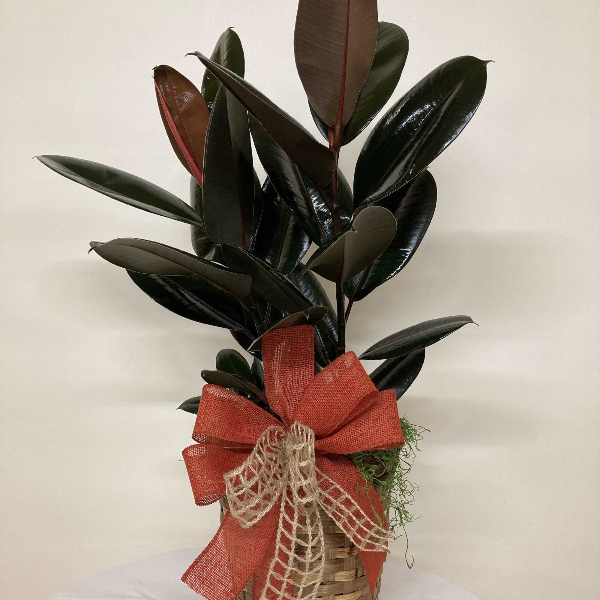 Rubber Tree in Basket