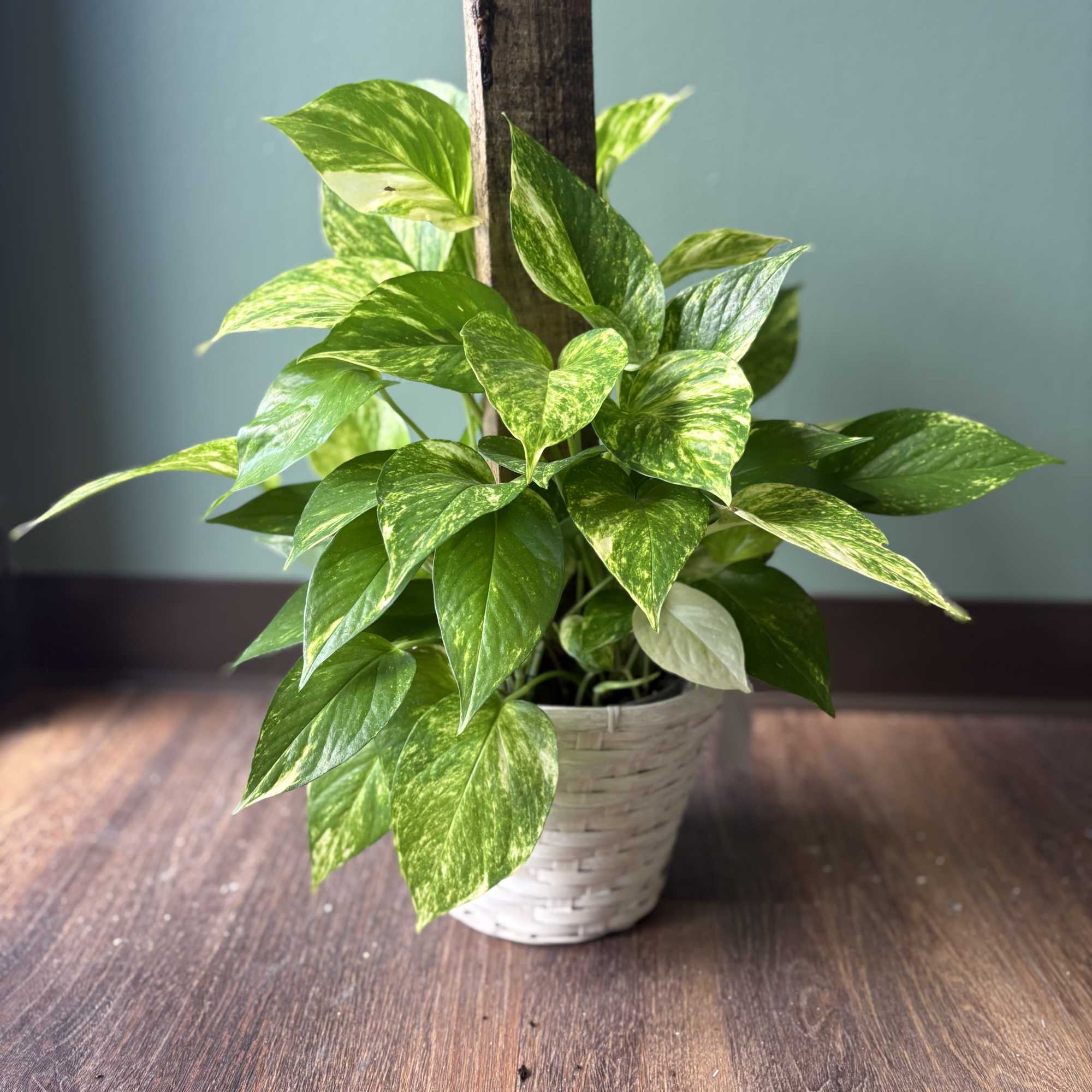 Golden Pothos in Climbing Basket in Virginia Beach, VA | Chapel