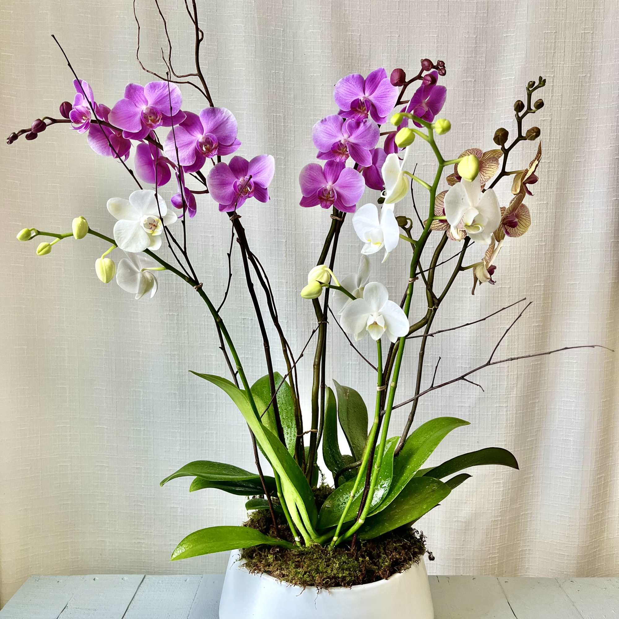 An elegant display of orchids, includes 3 orchid plants, each with a