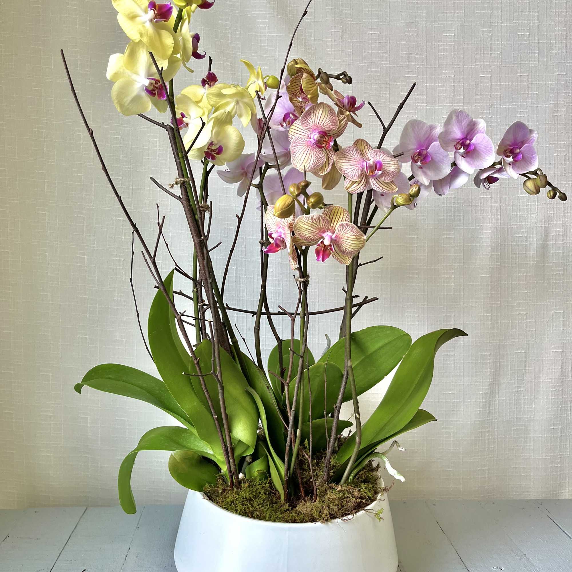 An elegant display of orchids, includes 3 orchid plants, each with a