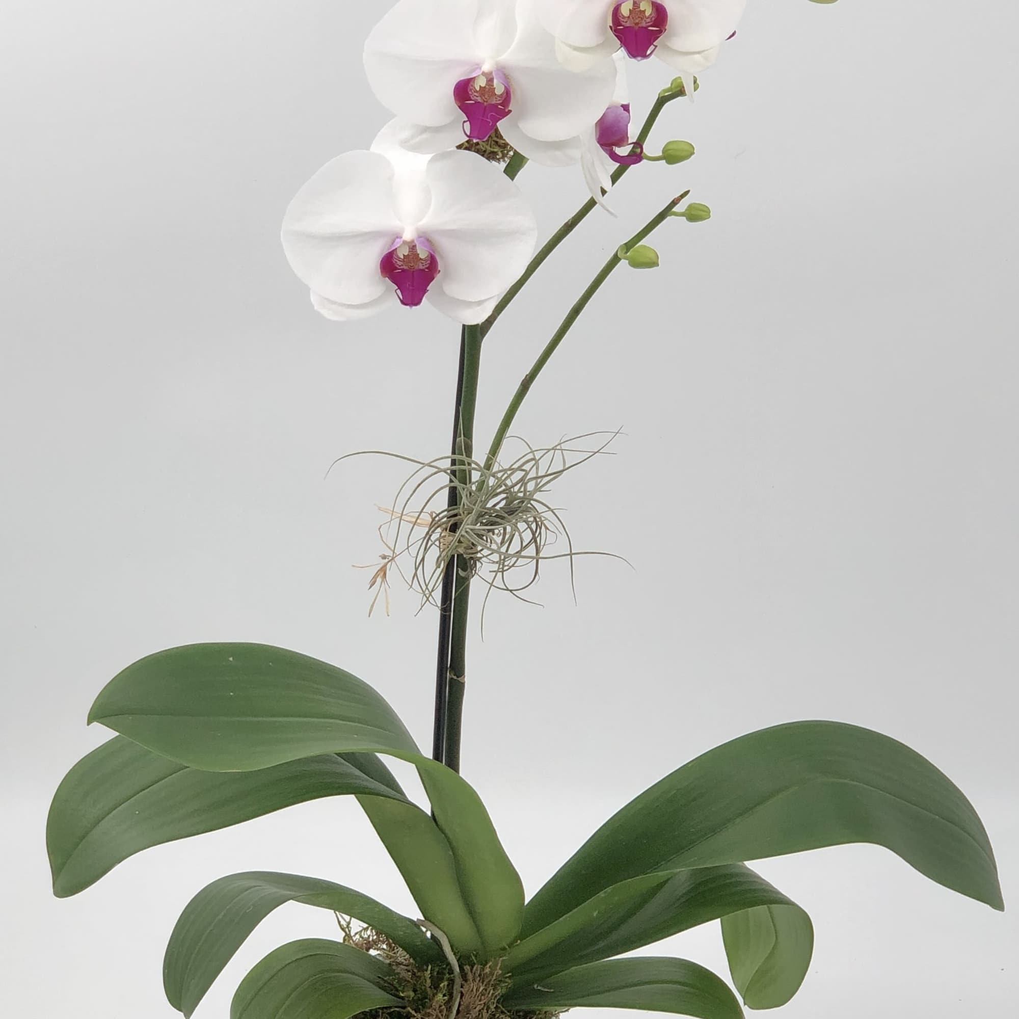 Elevate your decor with our stunning white Phalaenopsis Orchid. Presented in a