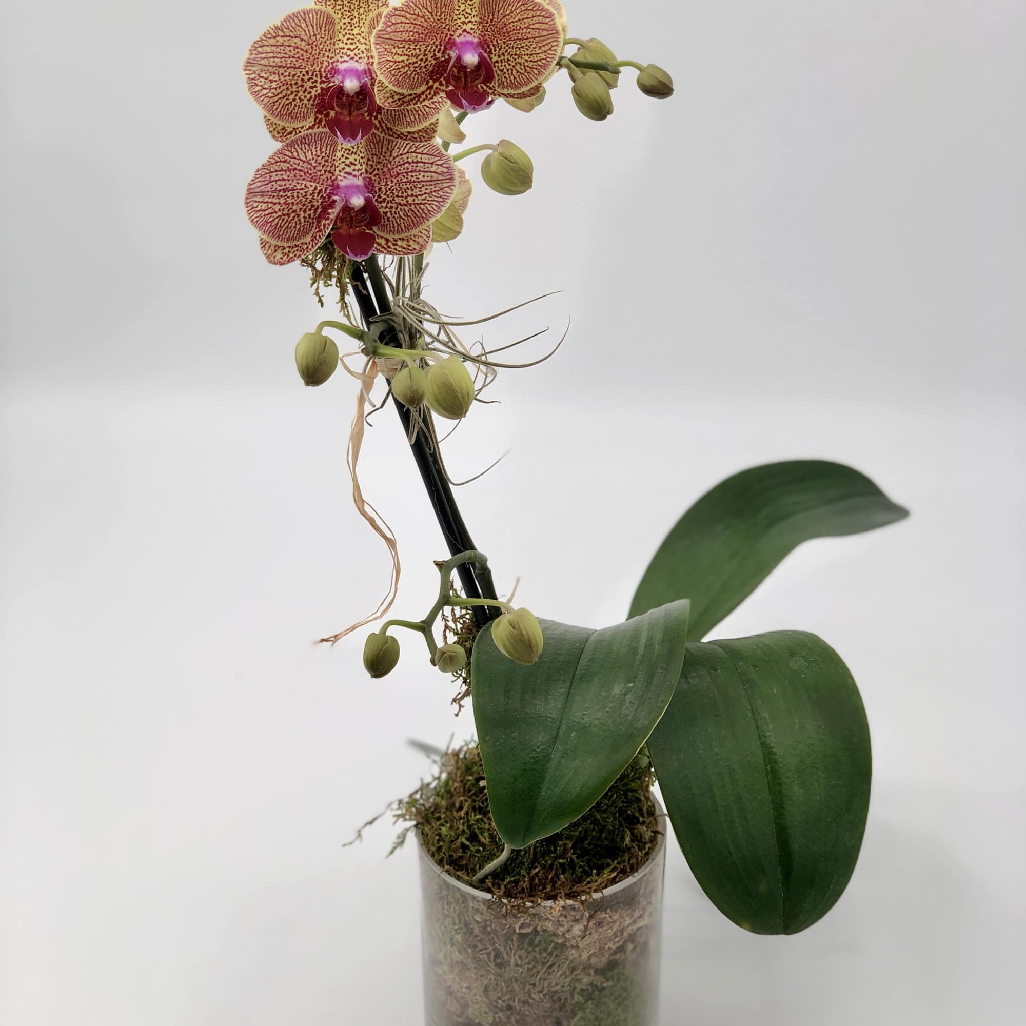 Elevate your decor with our stunning white Phalaenopsis Orchid. Presented in a