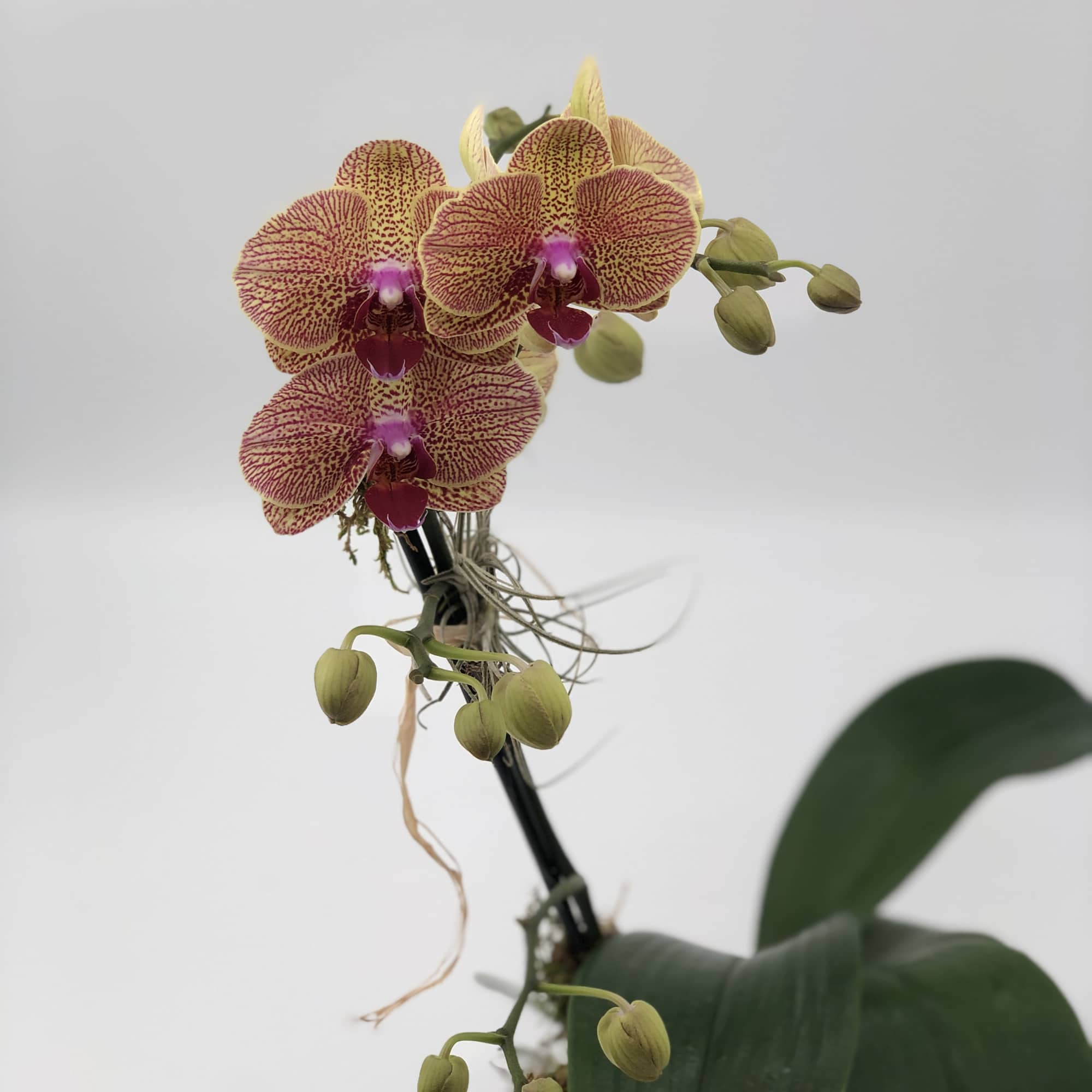 Elevate your decor with our stunning white Phalaenopsis Orchid. Presented in a