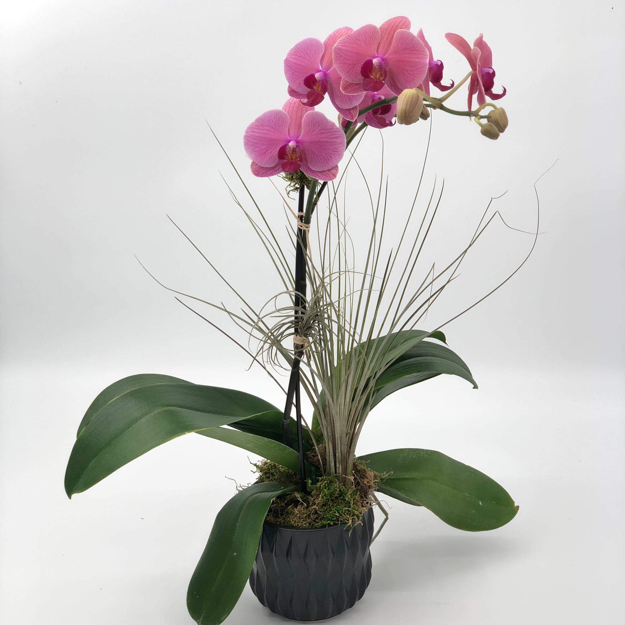 Introducing the Pink Phalaenopsis Orchid, a graceful addition to your decor. Presented