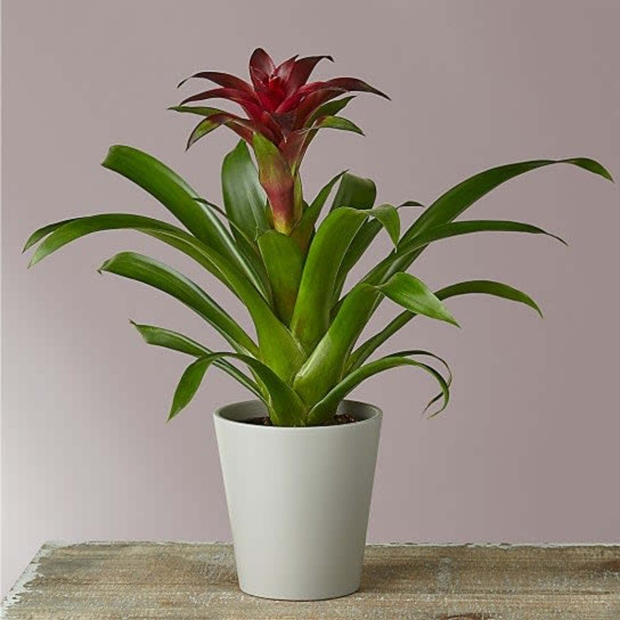 Introducing the beautiful and exotic potted bromeliad - a unique addition to