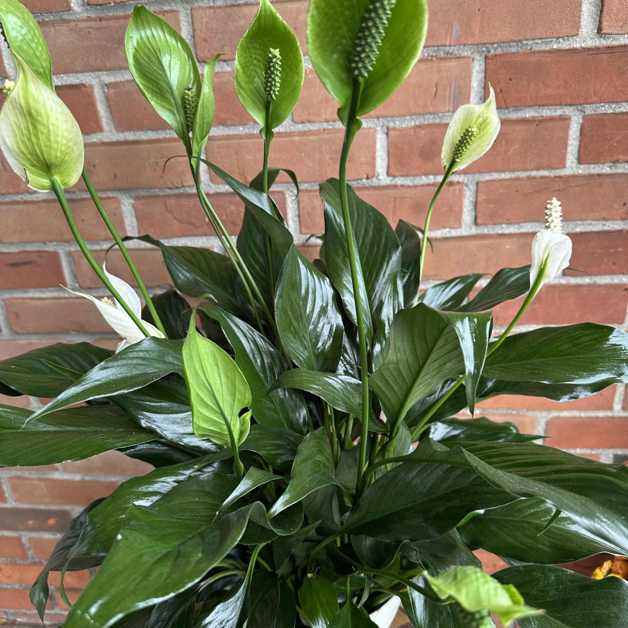 A little touch of love in a very elegant vase 