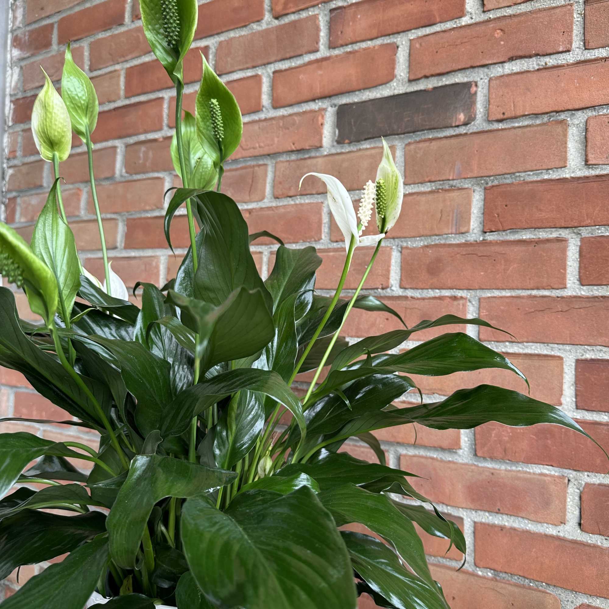 A little touch of love in a very elegant vase 