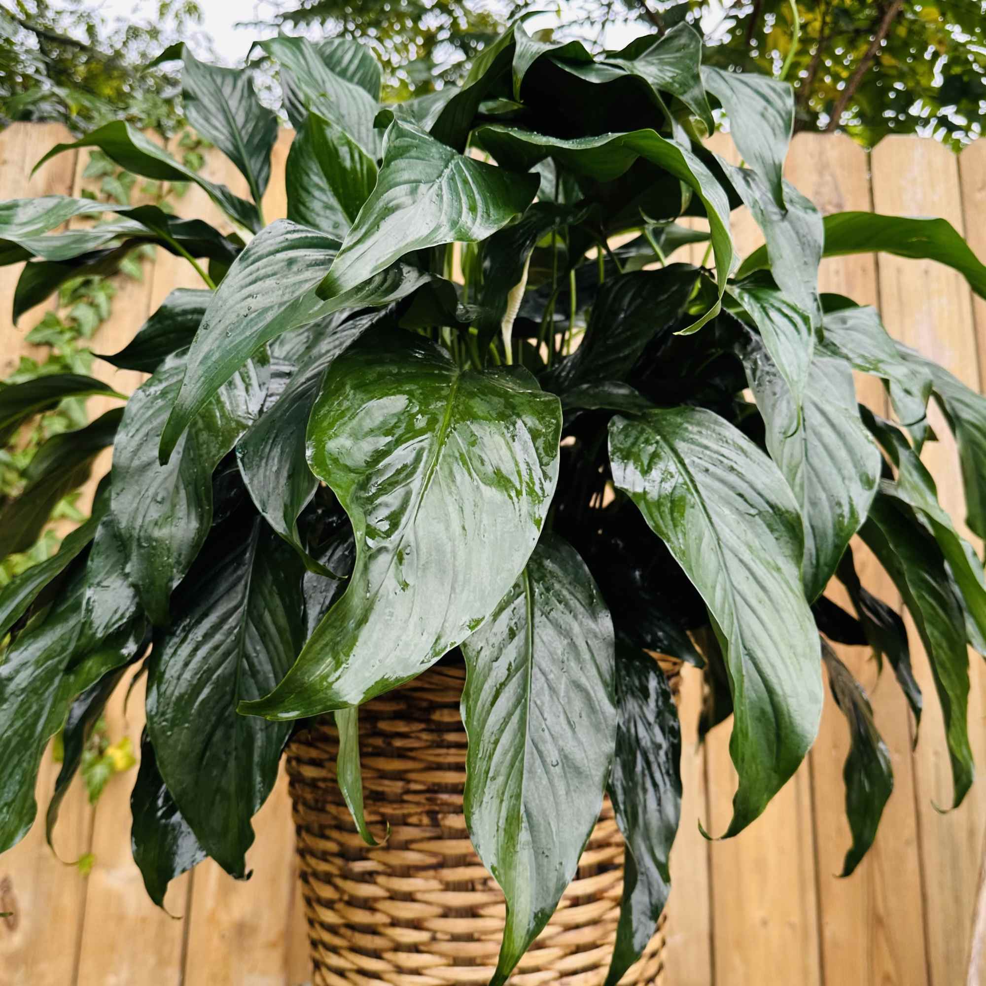 Send your condolences with this Spathiphyllum plant.