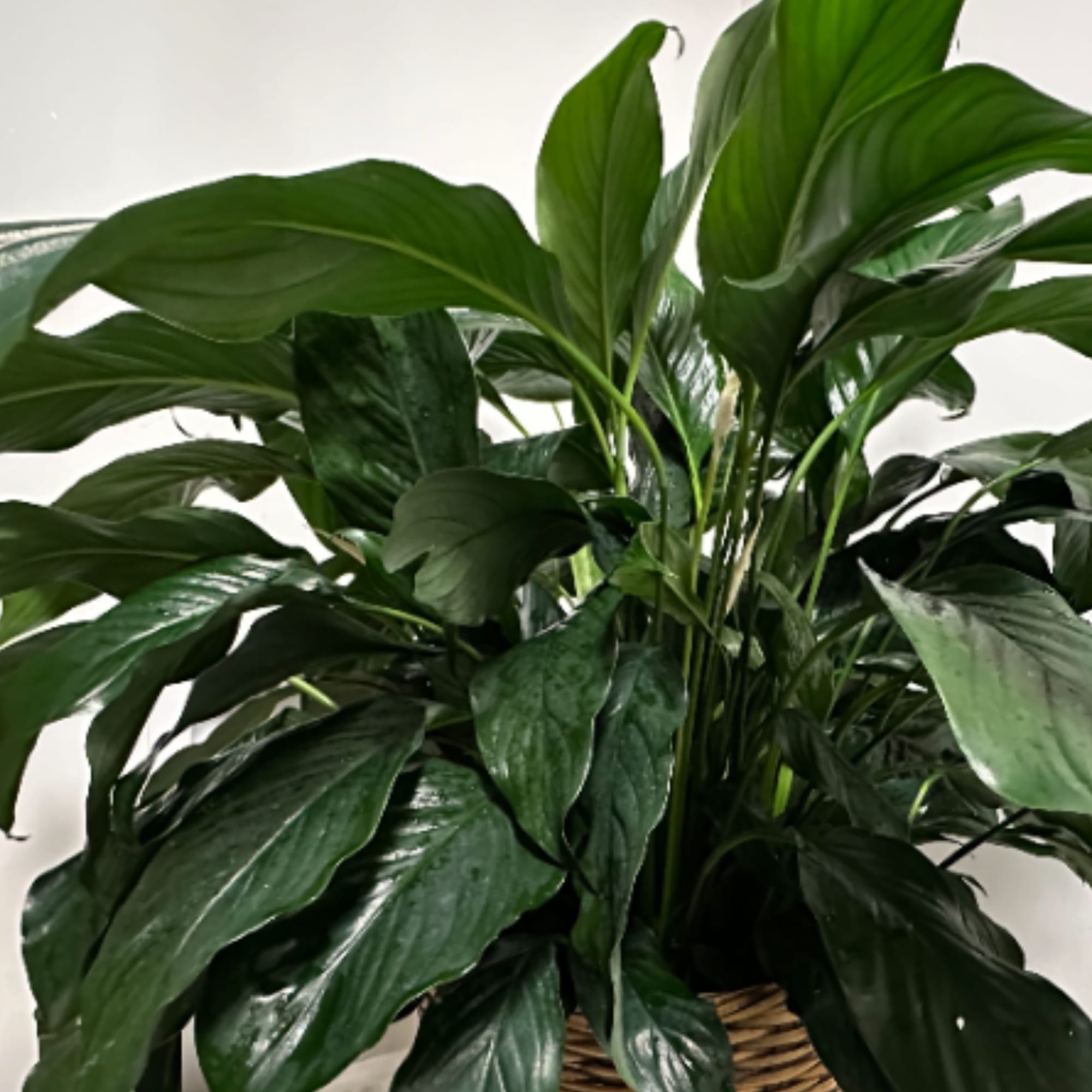 Send your condolences with this Spathiphyllum plant.