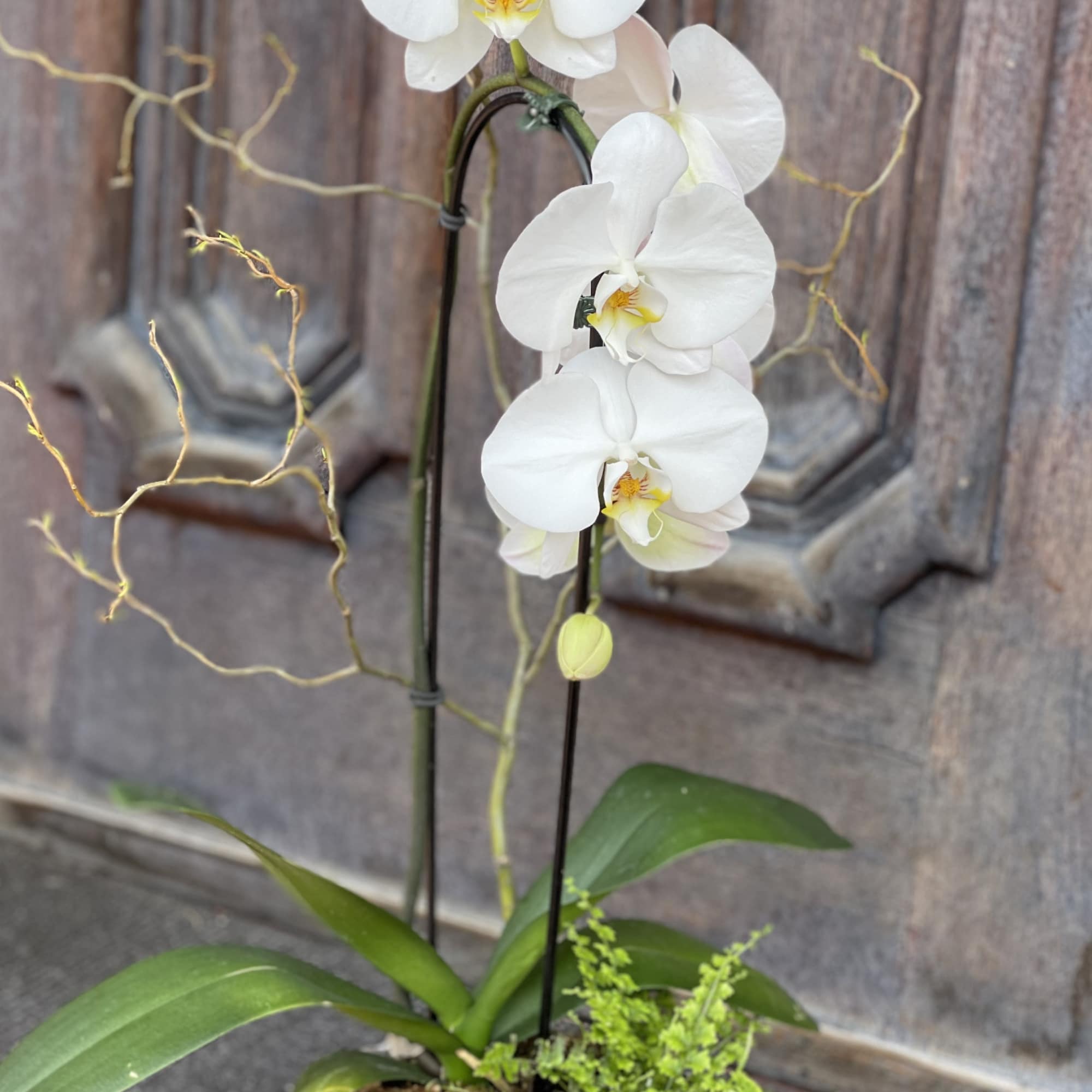 A beautiful design of orchids in a modern container with an added