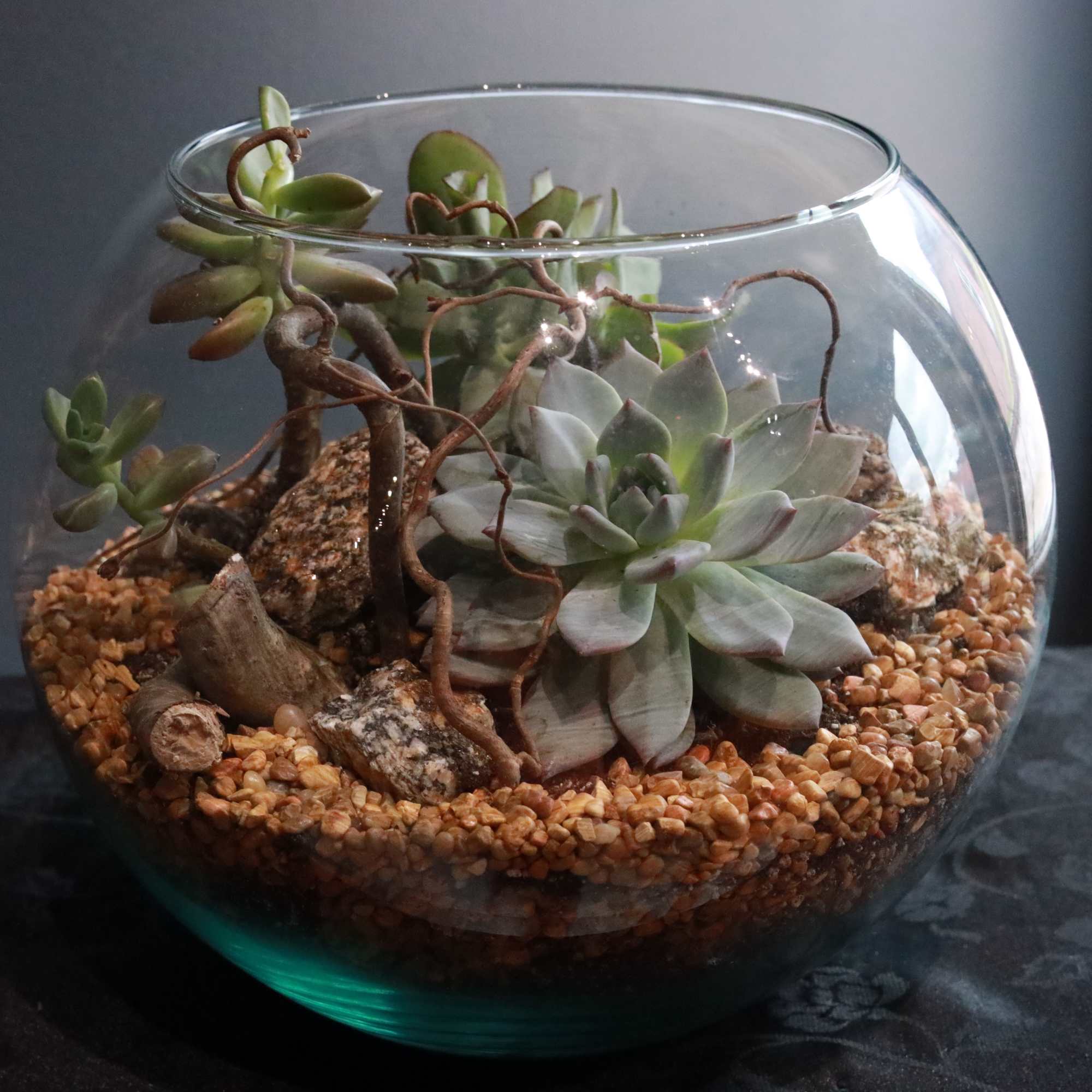 A large glass bowl with a variety of our wonderful succulents and
