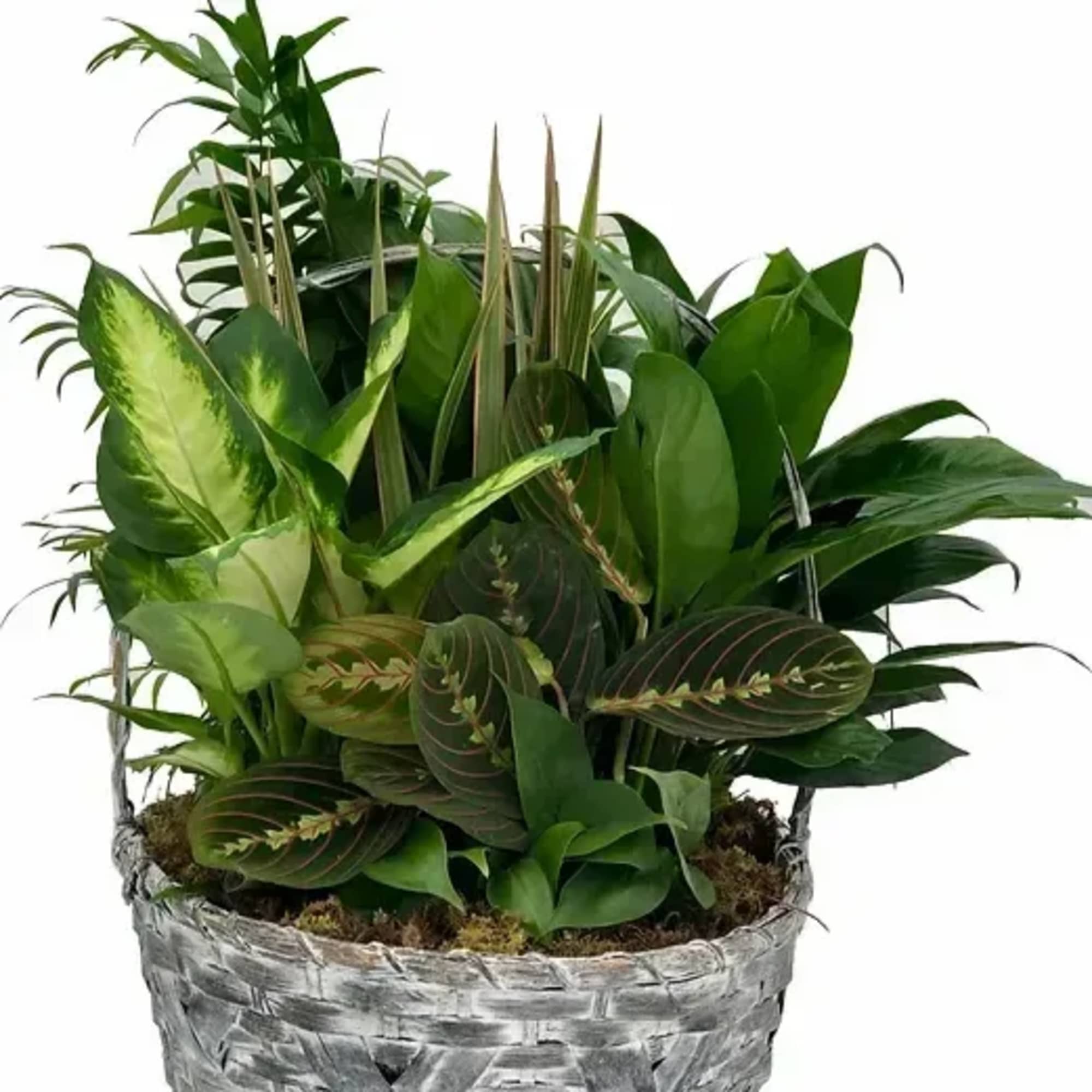 Your planter will arrive adorned with a bow. For an added touch