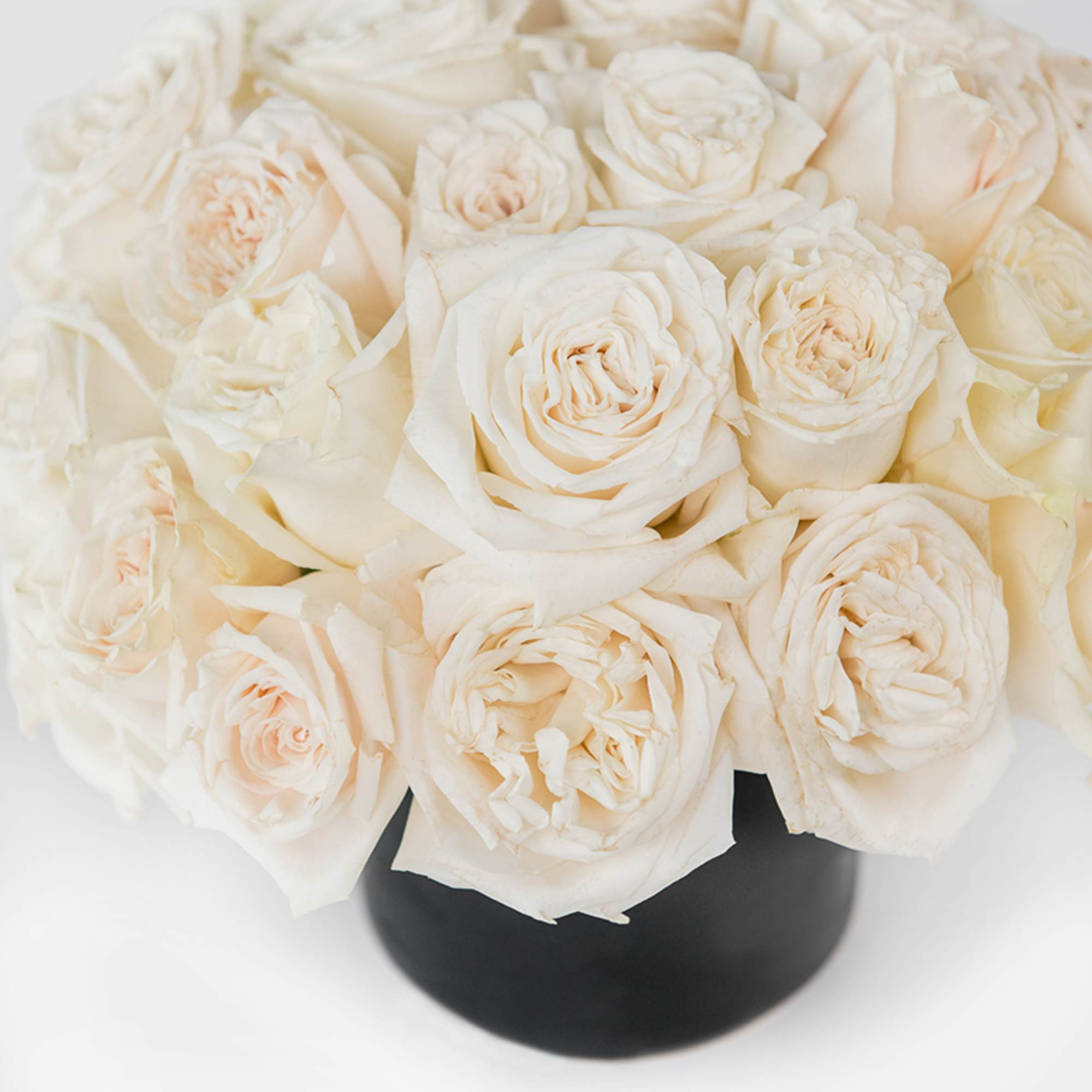 Experience the pure elegance of our Rose Glam Collection &ndash; White, an