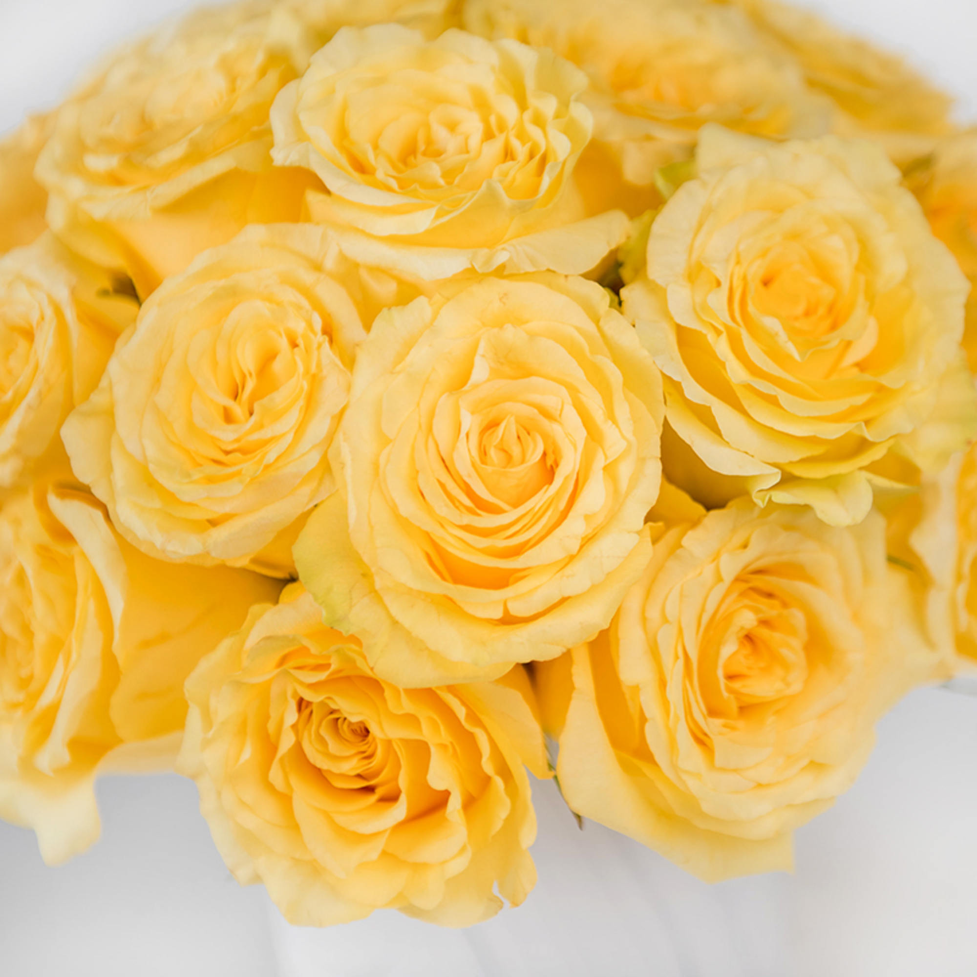 Brighten any moment with the radiant beauty of our Rose Glam Collection