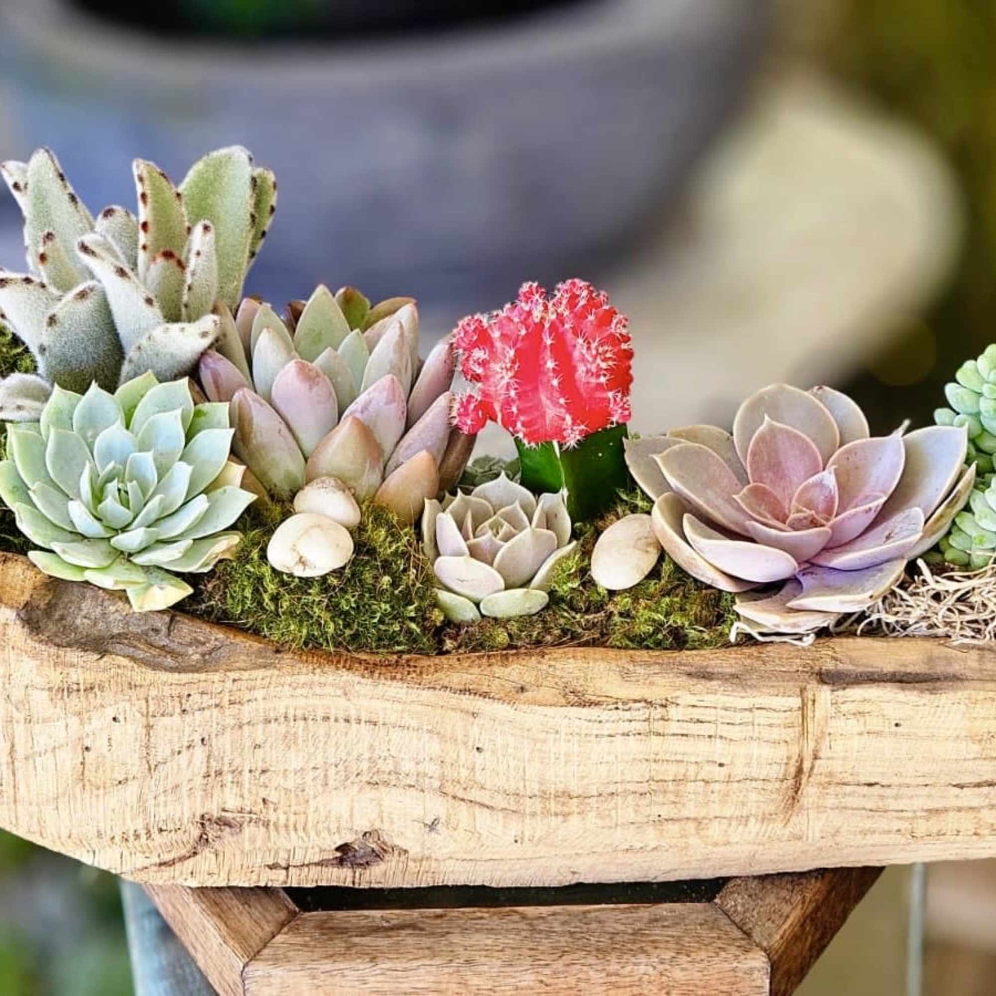 Assorted of Succulents in natural wood container. 
Standard Size 16&quot;L x 8&quot;W