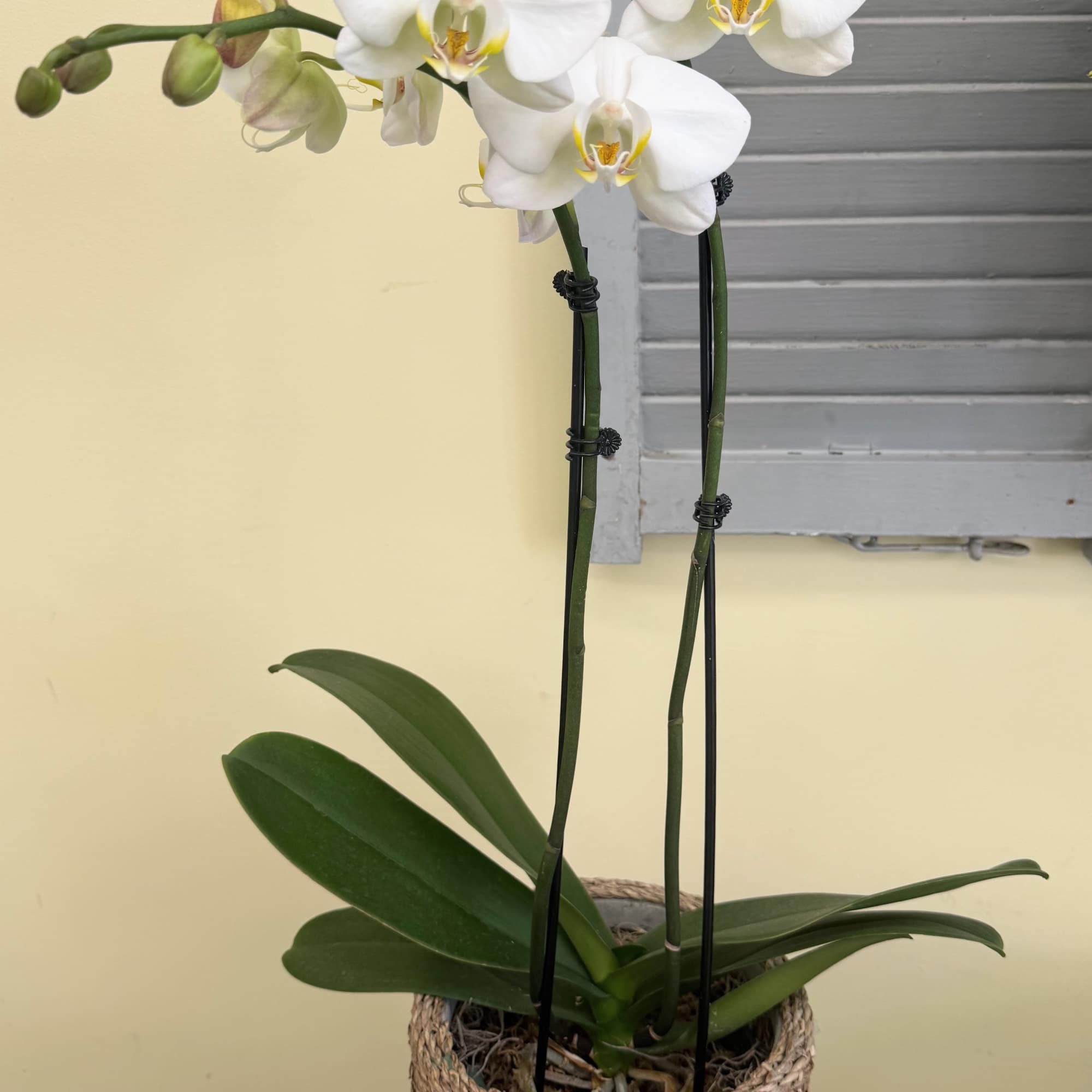 Double White orchid set in moss filled basket vessel.