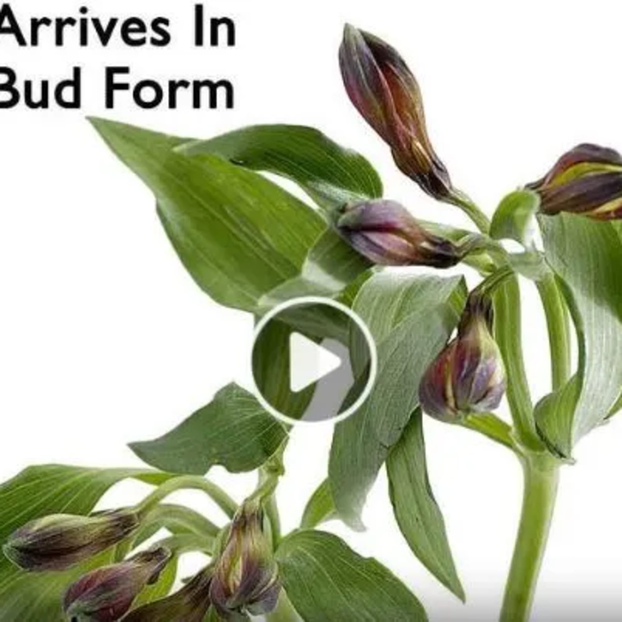 Talk about puppy love! Crafted from lasting white carnations, our canine cutie