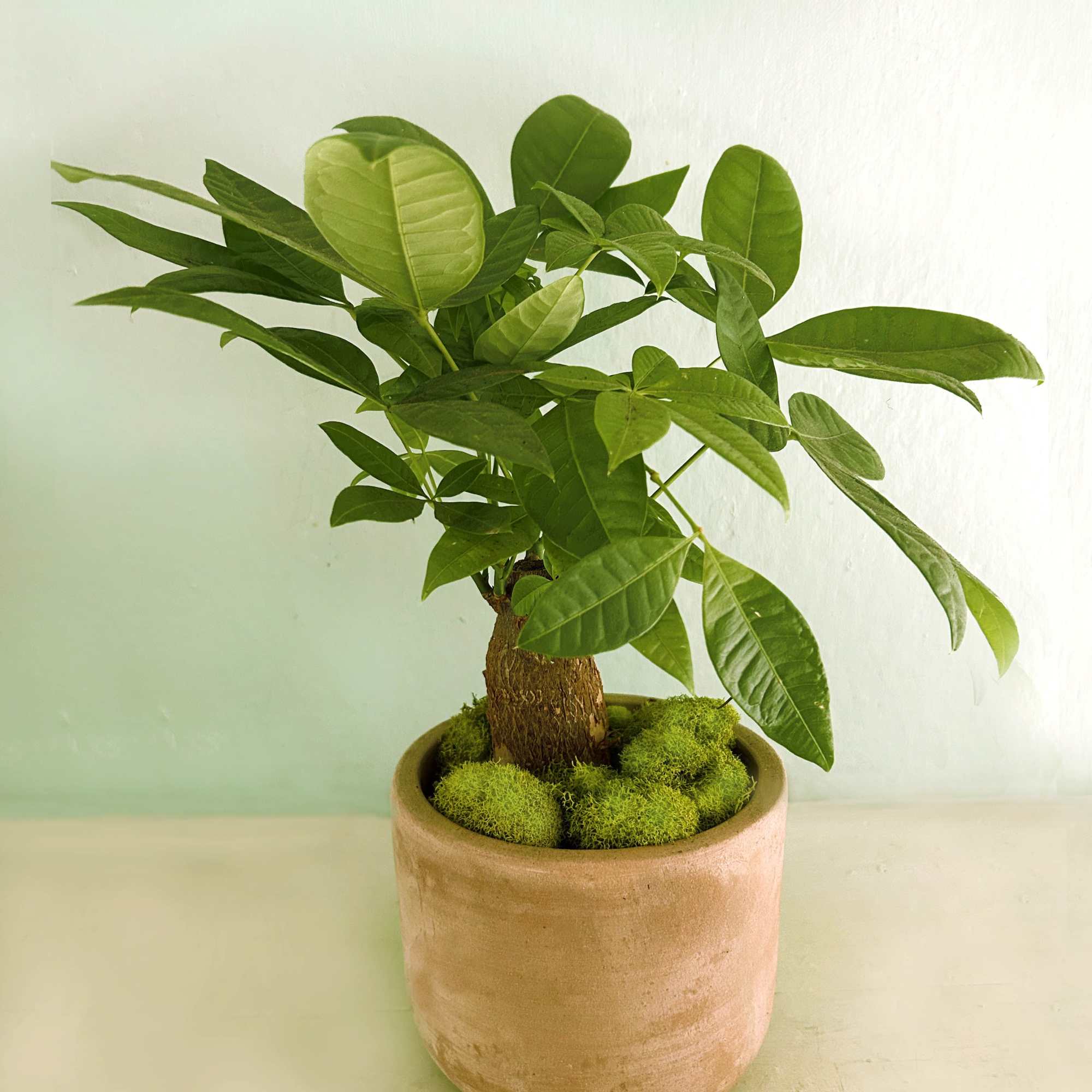This lovely Money Tree "Pachira Aquatica" is a perfect plant for indoors. This lovely Money Tree "Pachira Aquatica" is a perfect plant for indoors.