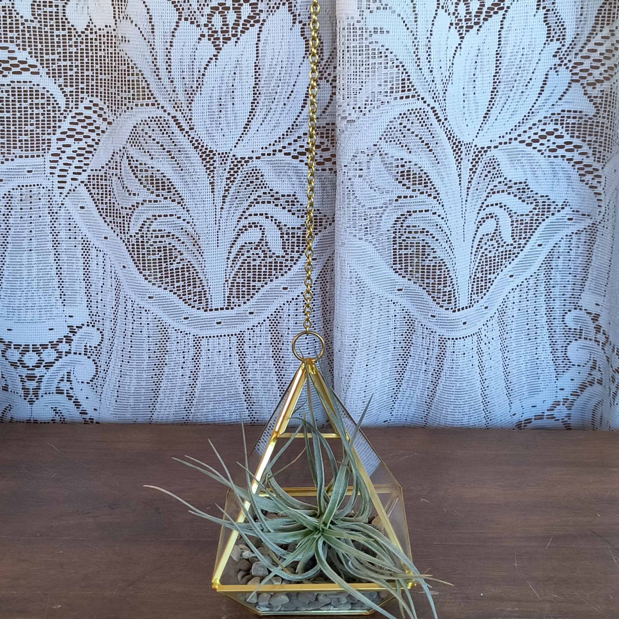 Air Plant!  This medium size Tillandsia comes in a glass geometric