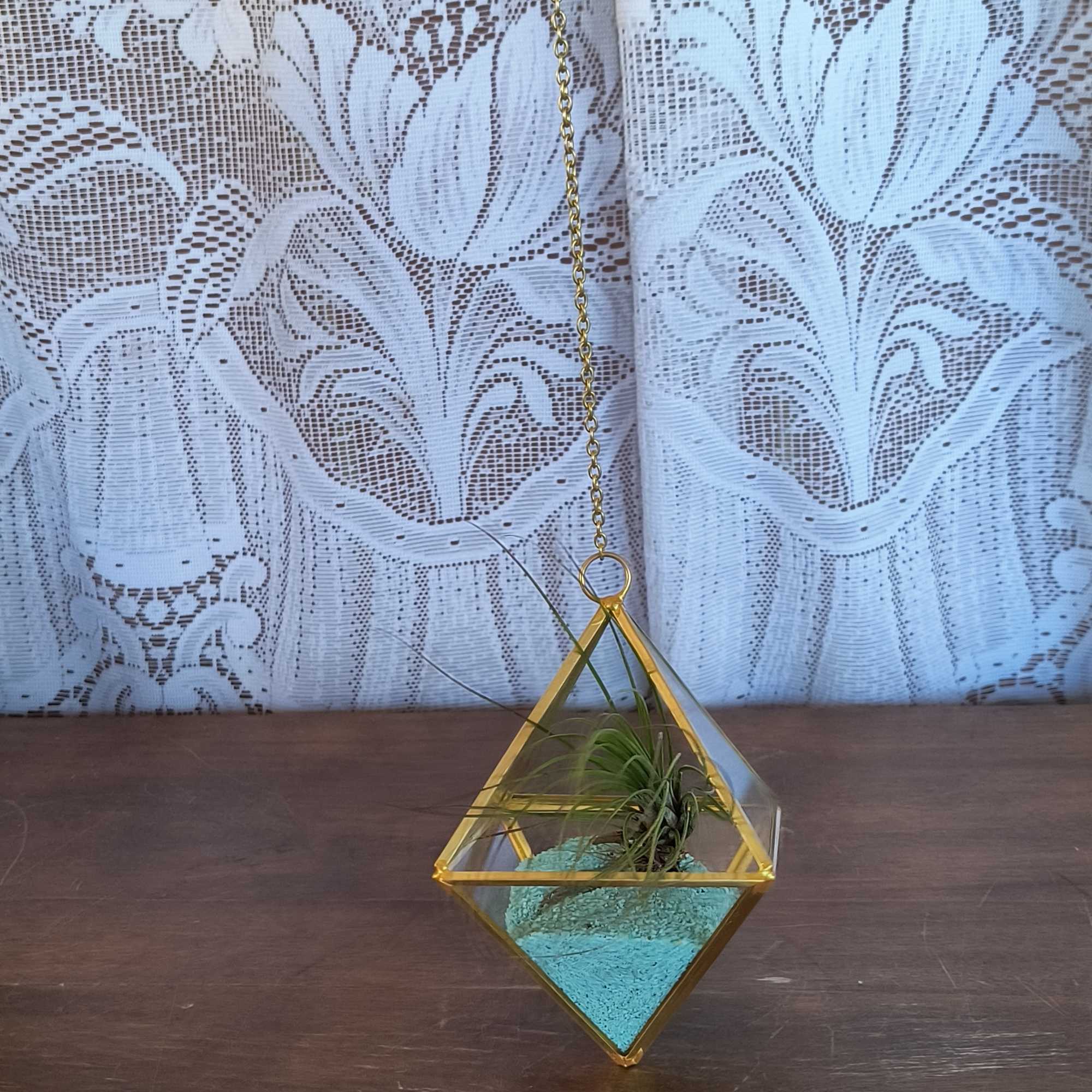Air Plant!  This medium size Tillandsia comes in a glass geometric