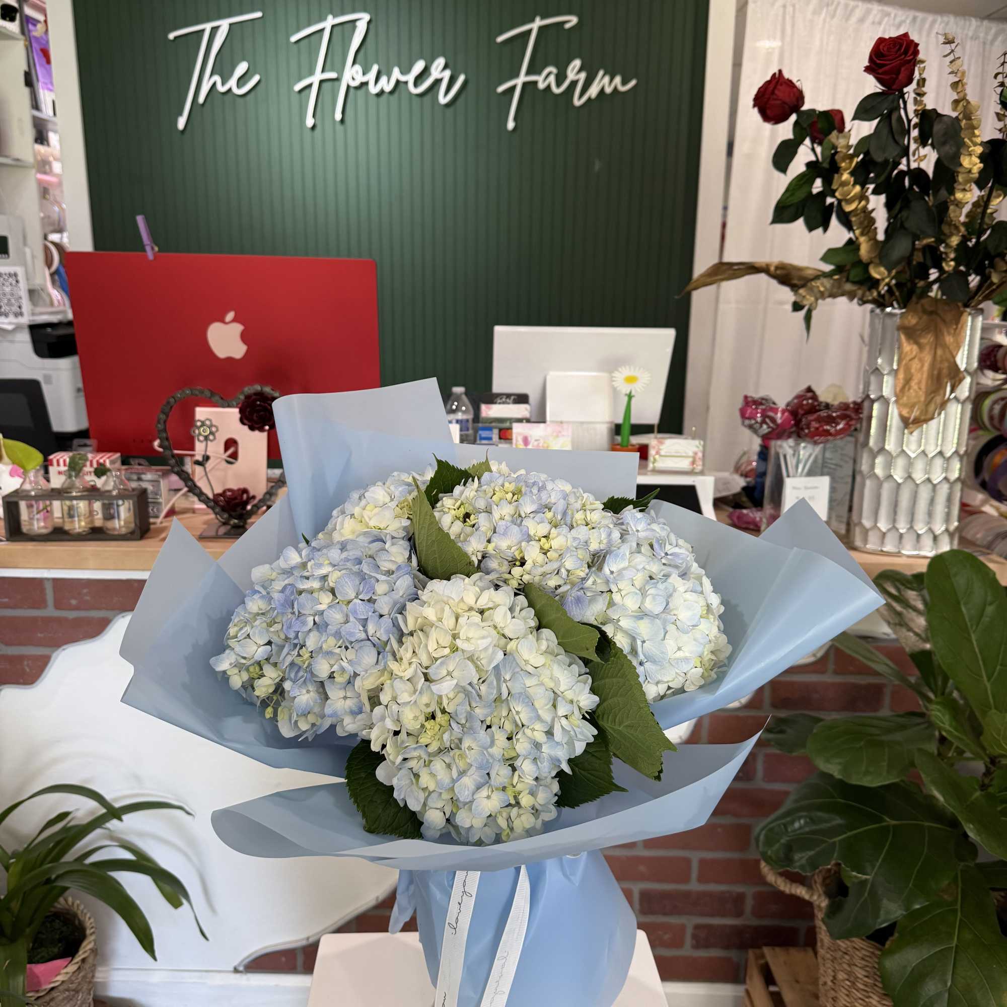 This lush arrangement of six hydrangeas is artfully wrapped and ready to