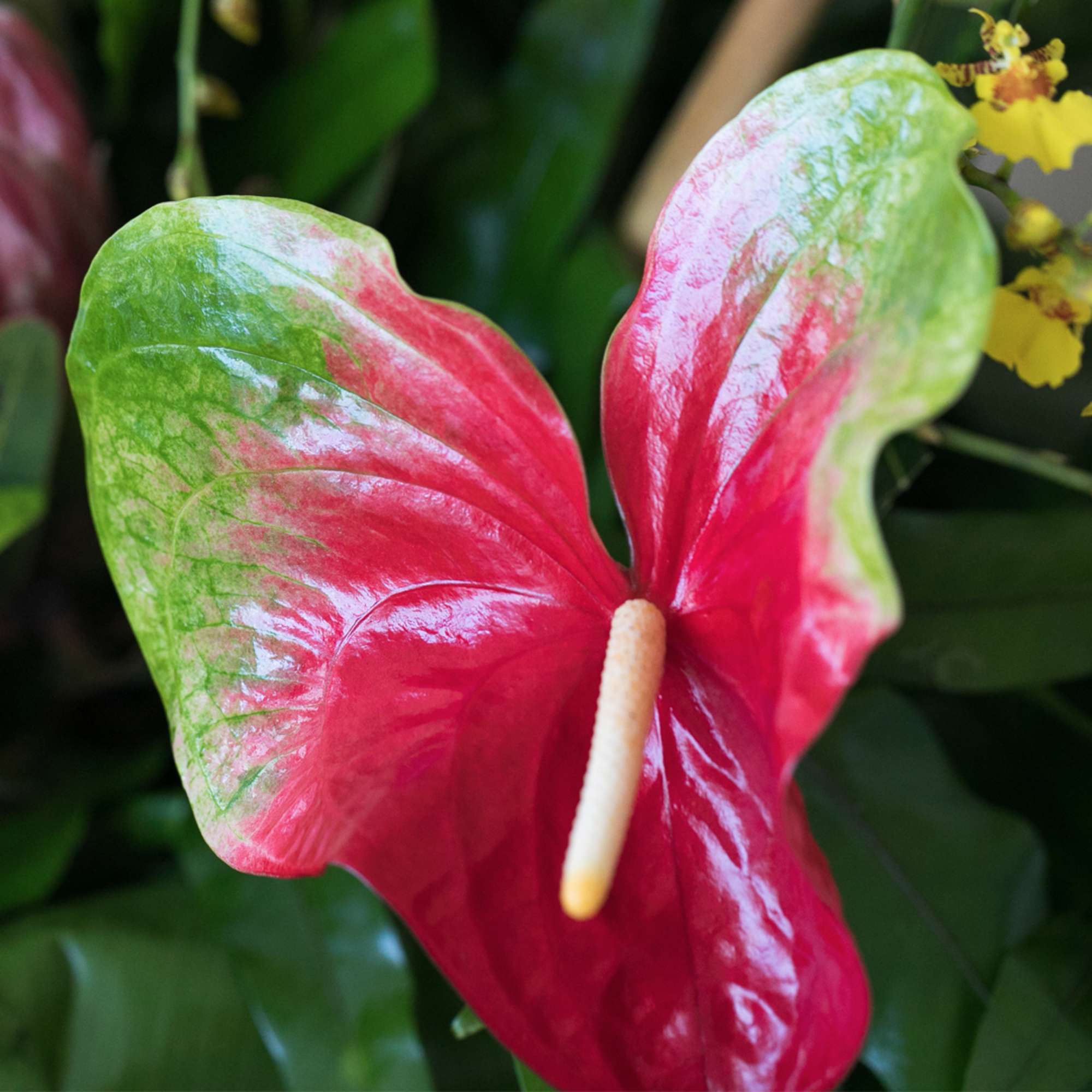 Ideal for a Grand Opening or to impress a new, important client Ideal for a Grand Opening or to impress a new, important client