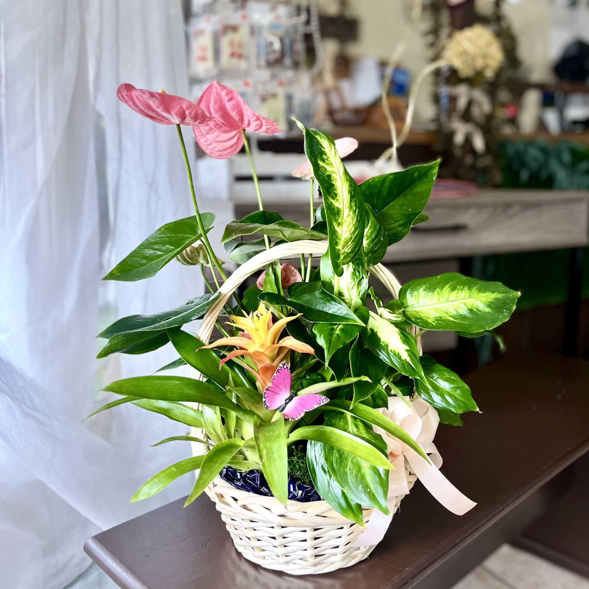 Live Plant   Garden Basket :  winter time 
Blooming anthuriums
