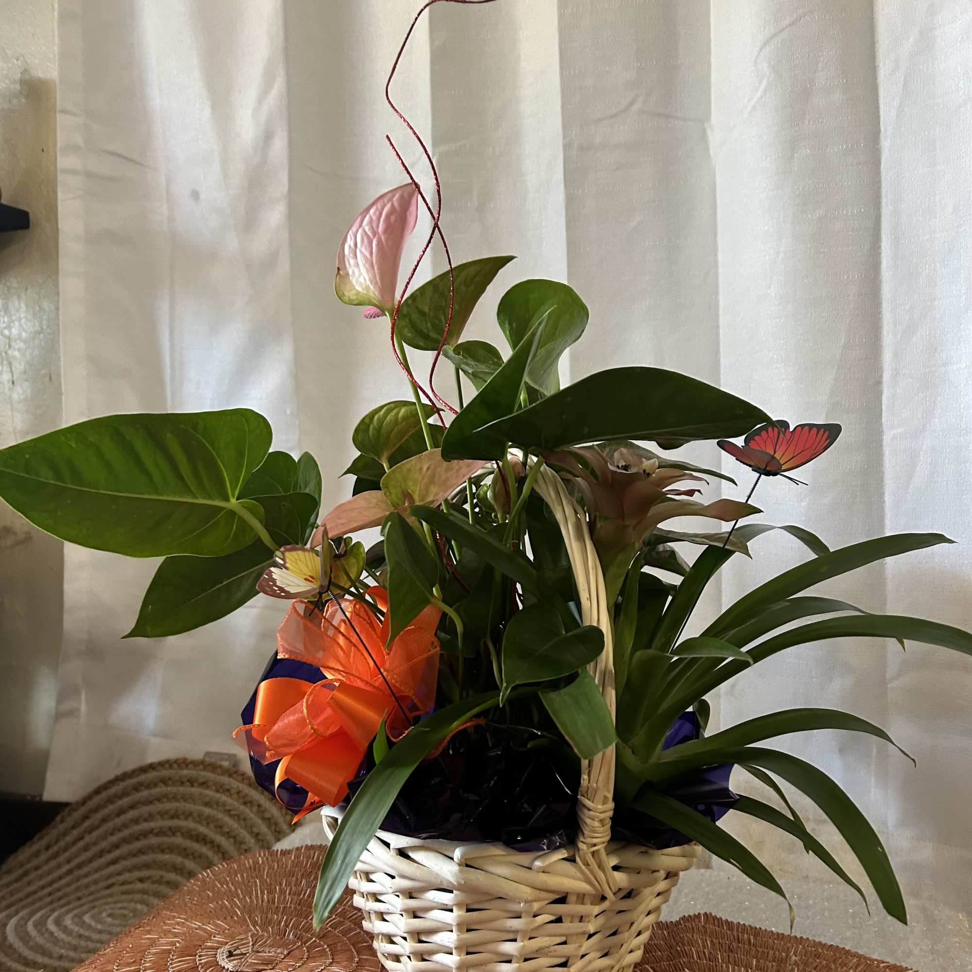 Live Plant   Garden Basket :  winter time 
Blooming anthuriums