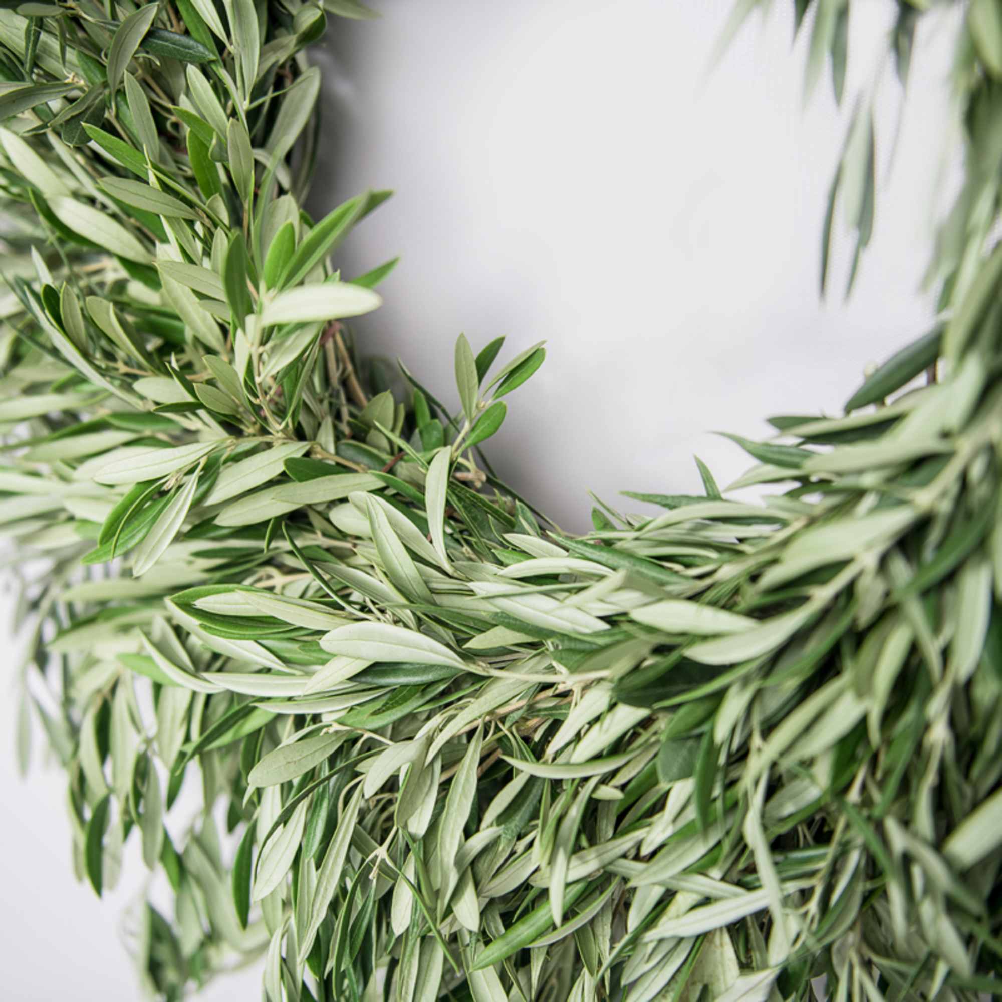 Our fresh 24&quot; wreath brims with olive branches harvested from sunny California