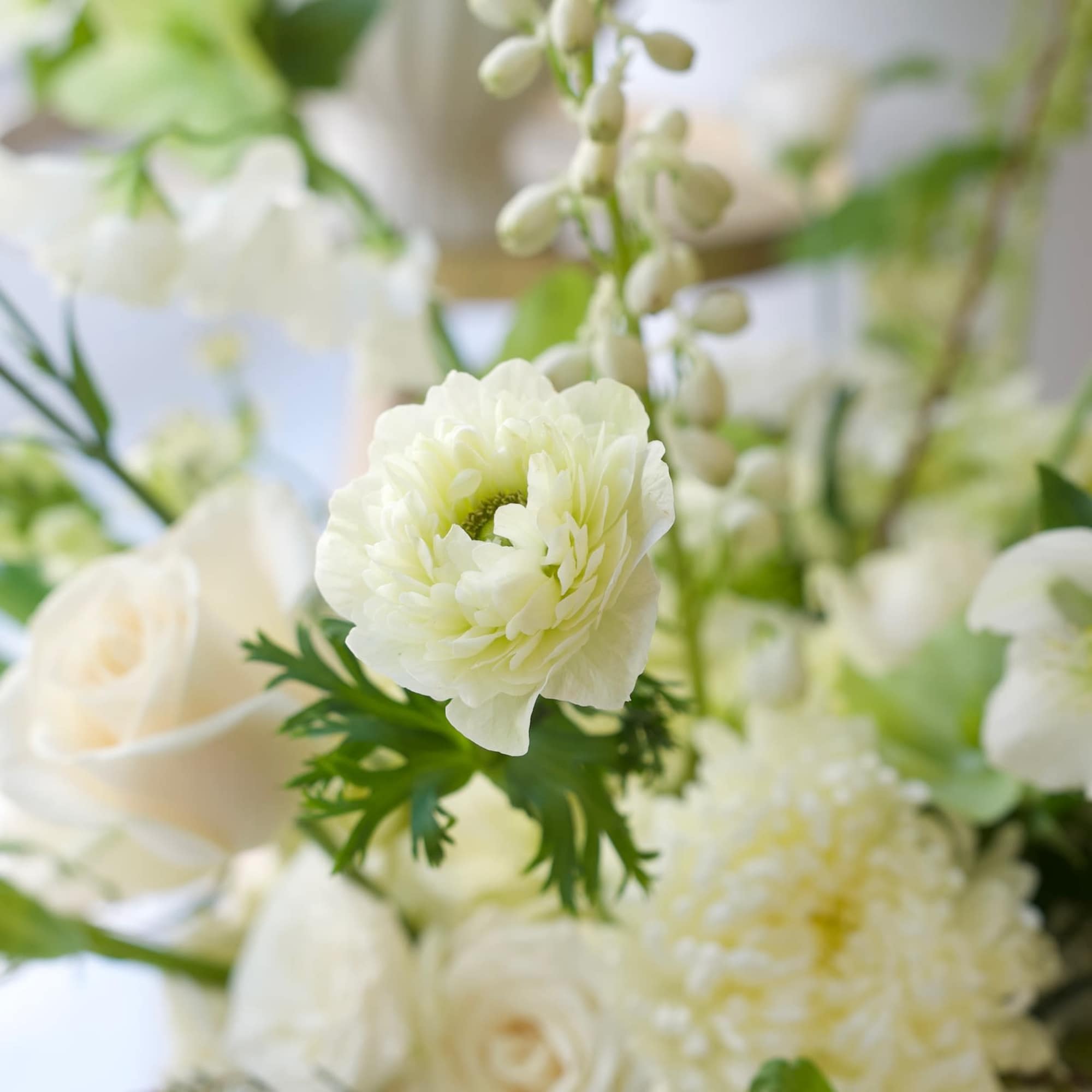 A graceful blend of white flowers like roses, ranunculus and delicate fillers A graceful blend of white flowers like roses, ranunculus and delicate fillers
