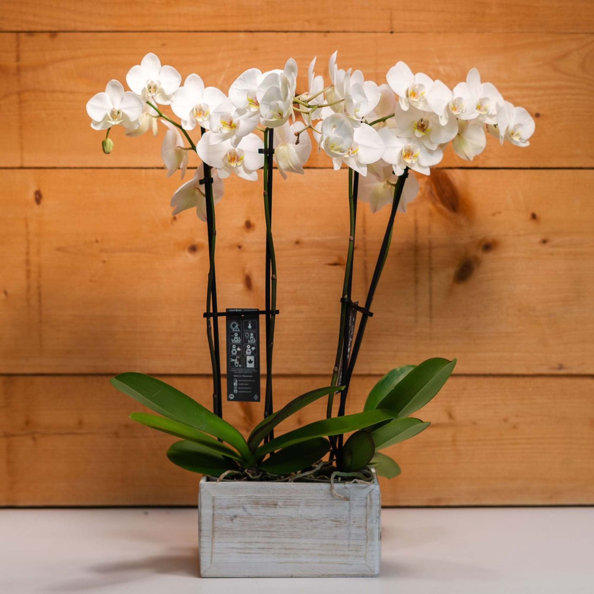 Enchanted Orchids by Savilles Country Florist is a stunning display suitable for Enchanted Orchids by Savilles Country Florist is a stunning display suitable for