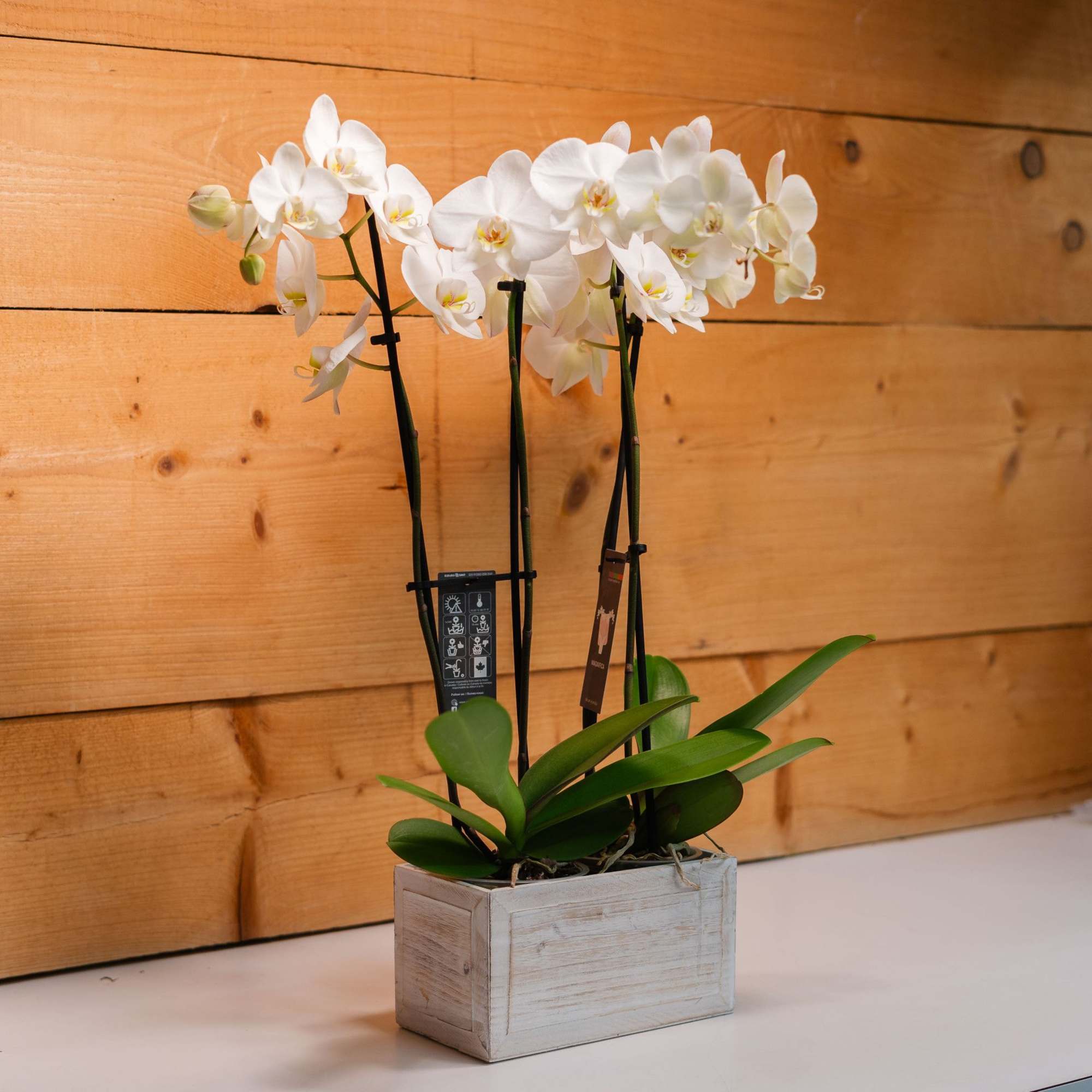 Enchanted Orchids by Savilles Country Florist is a stunning display suitable for Enchanted Orchids by Savilles Country Florist is a stunning display suitable for