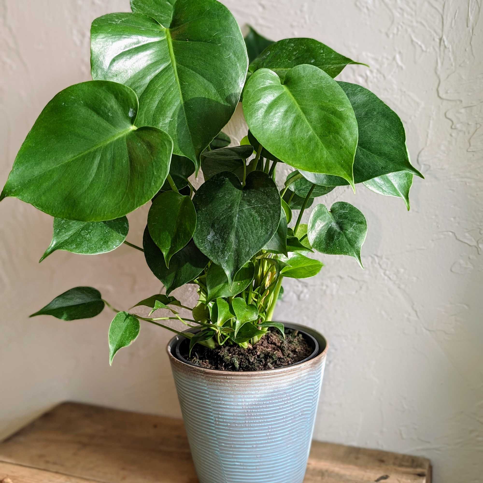 Bring the Lush Greenery of Our Thriving Monstera to Your Home

Standing proudly
