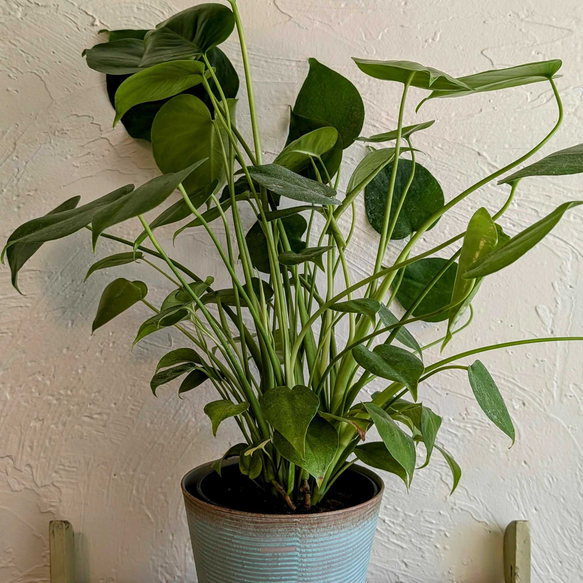 Bring the Lush Greenery of Our Thriving Monstera to Your Home

Standing proudly