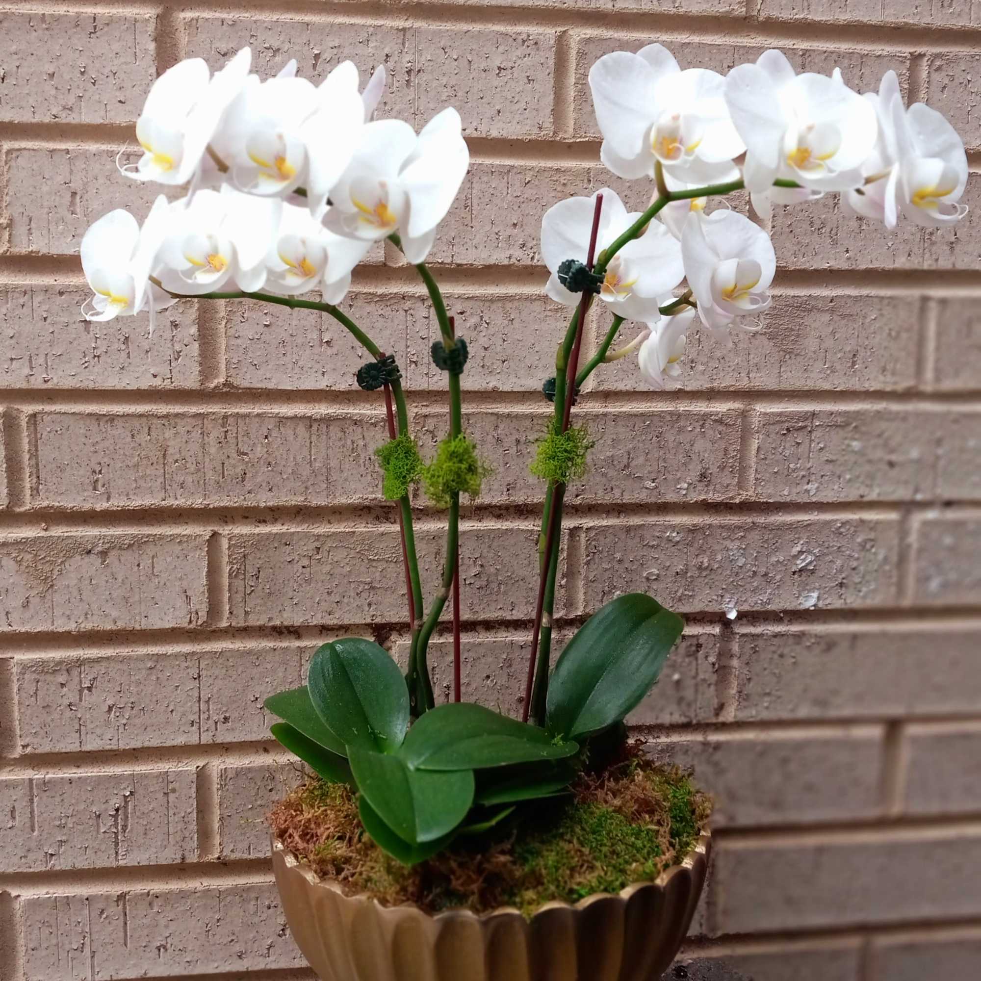 set of 3 spike Petite orchid plants in  lovely gold planter: