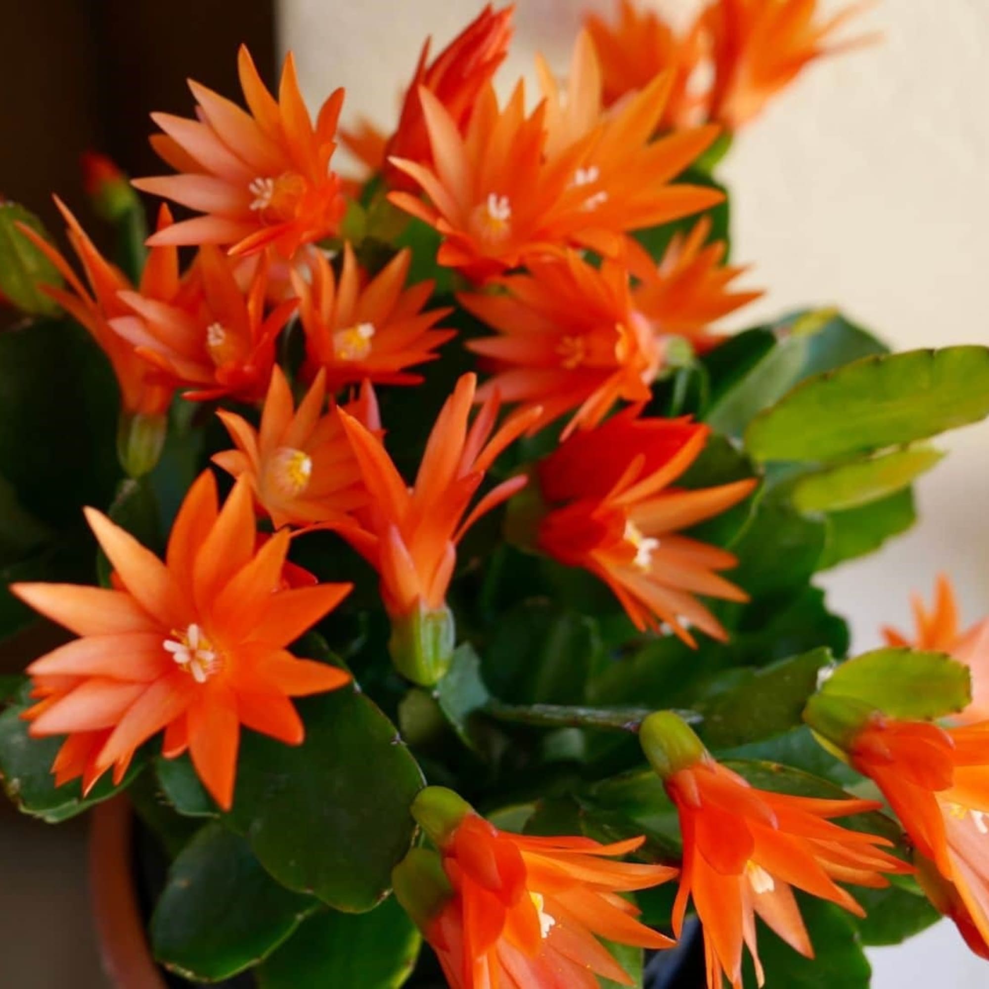 Whether it's blooming in the Spring or in the Winter, these long Whether it's blooming in the Spring or in the Winter, these long