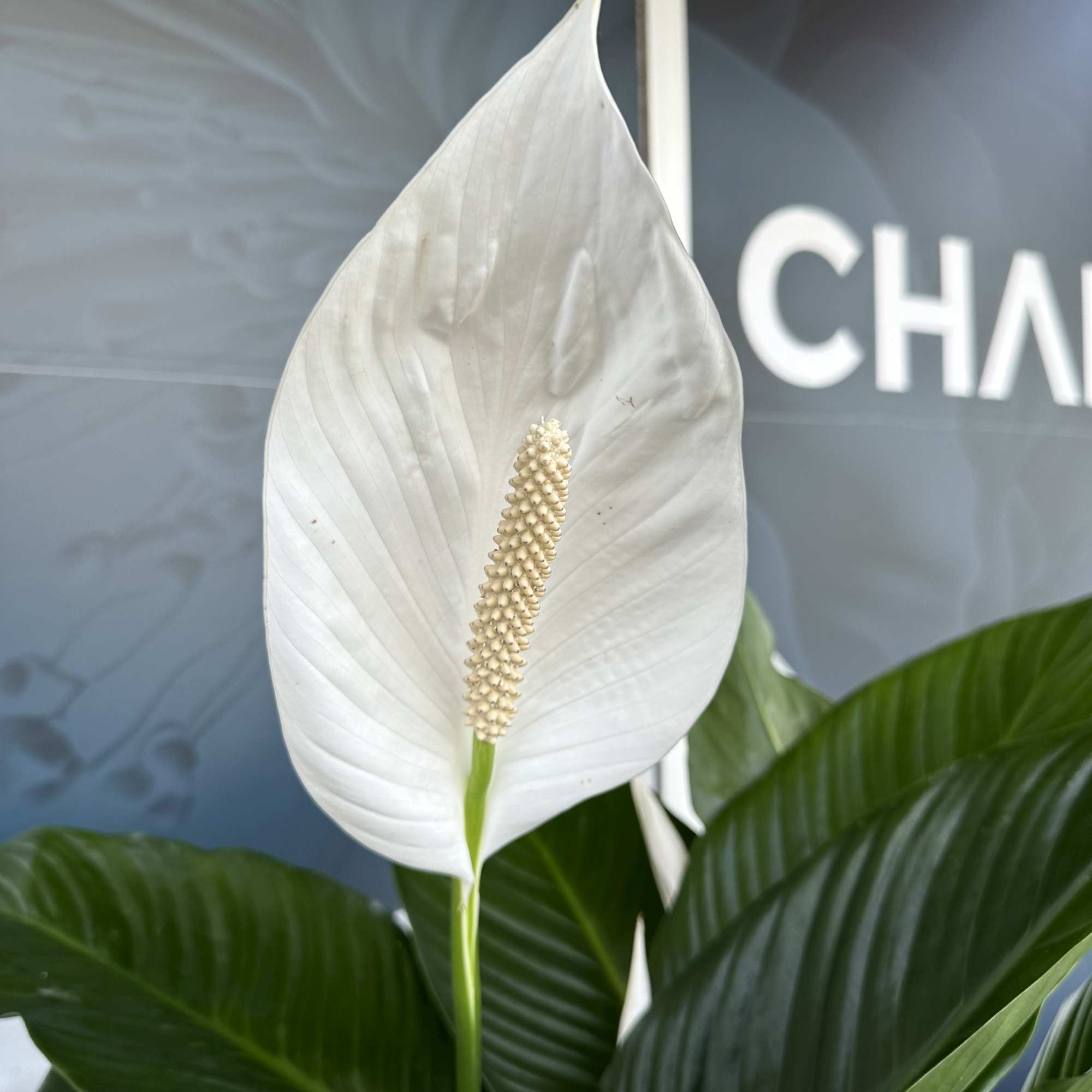 including Basket and ribbon