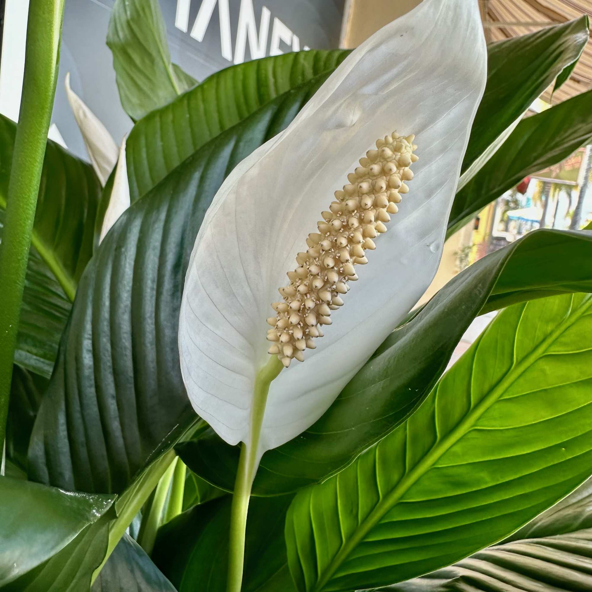 including Basket and ribbon