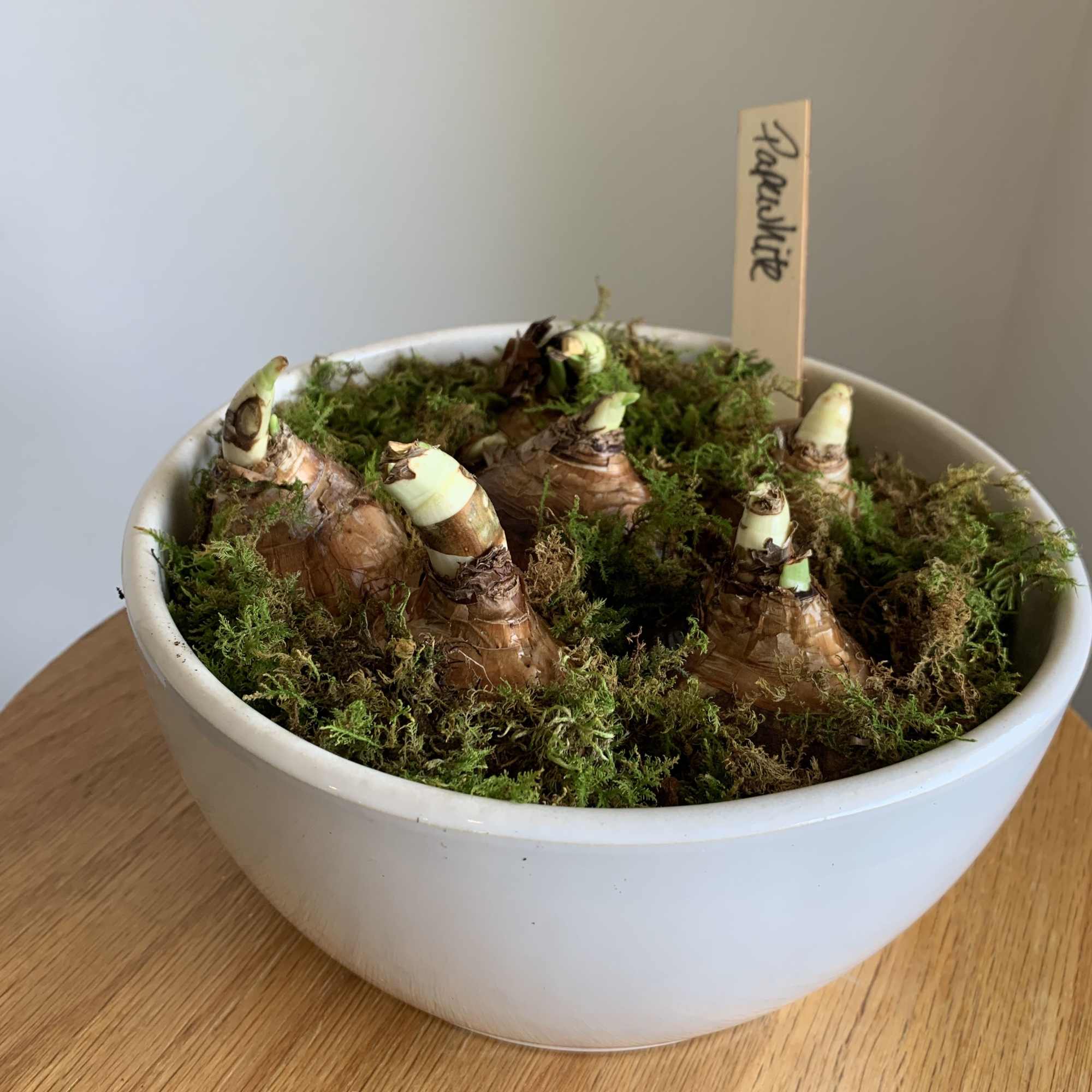 Paperwhite bulbs make a beautiful long lasting blooming gift. Our large bulbs