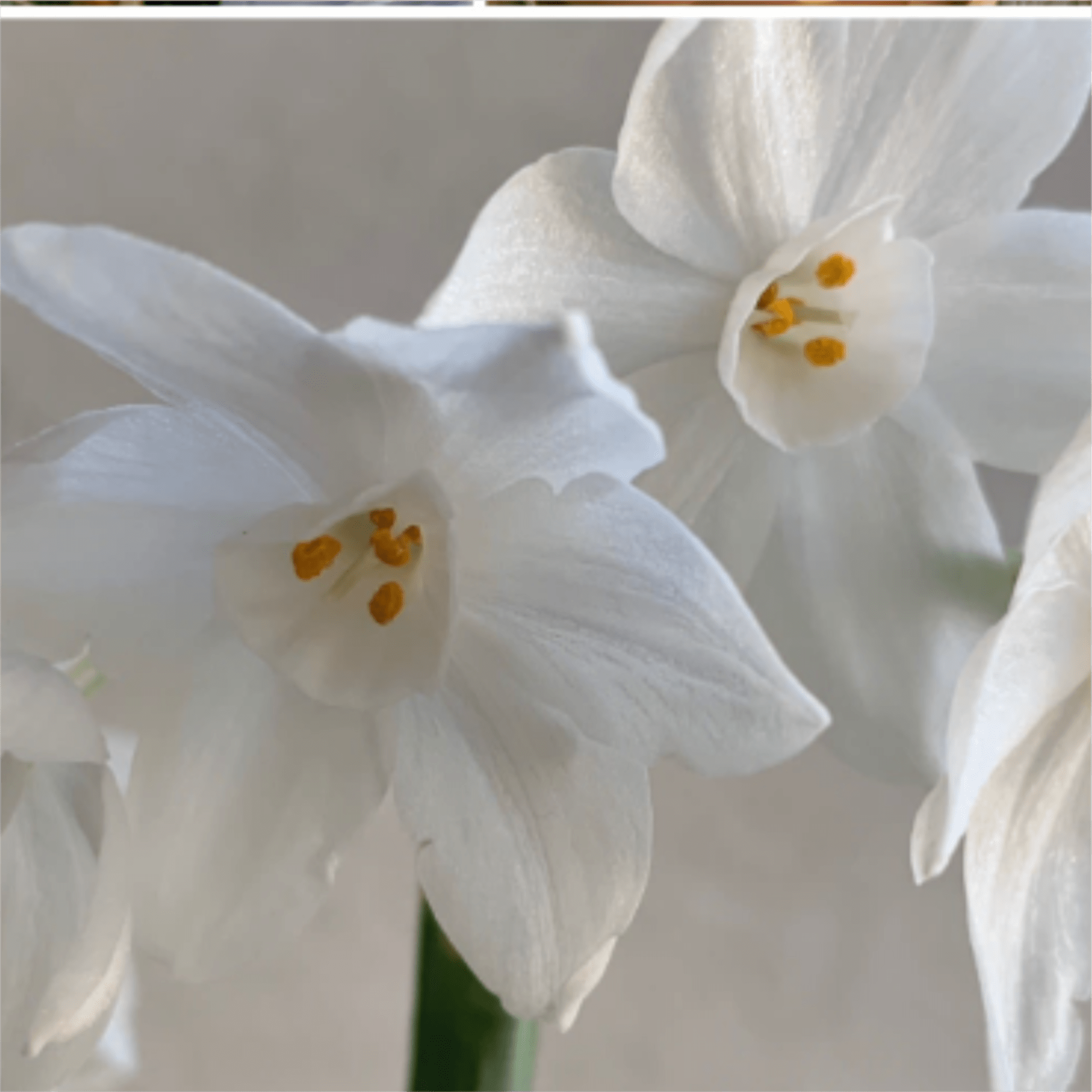 Paperwhite bulbs make a beautiful long lasting blooming gift. Our large bulbs