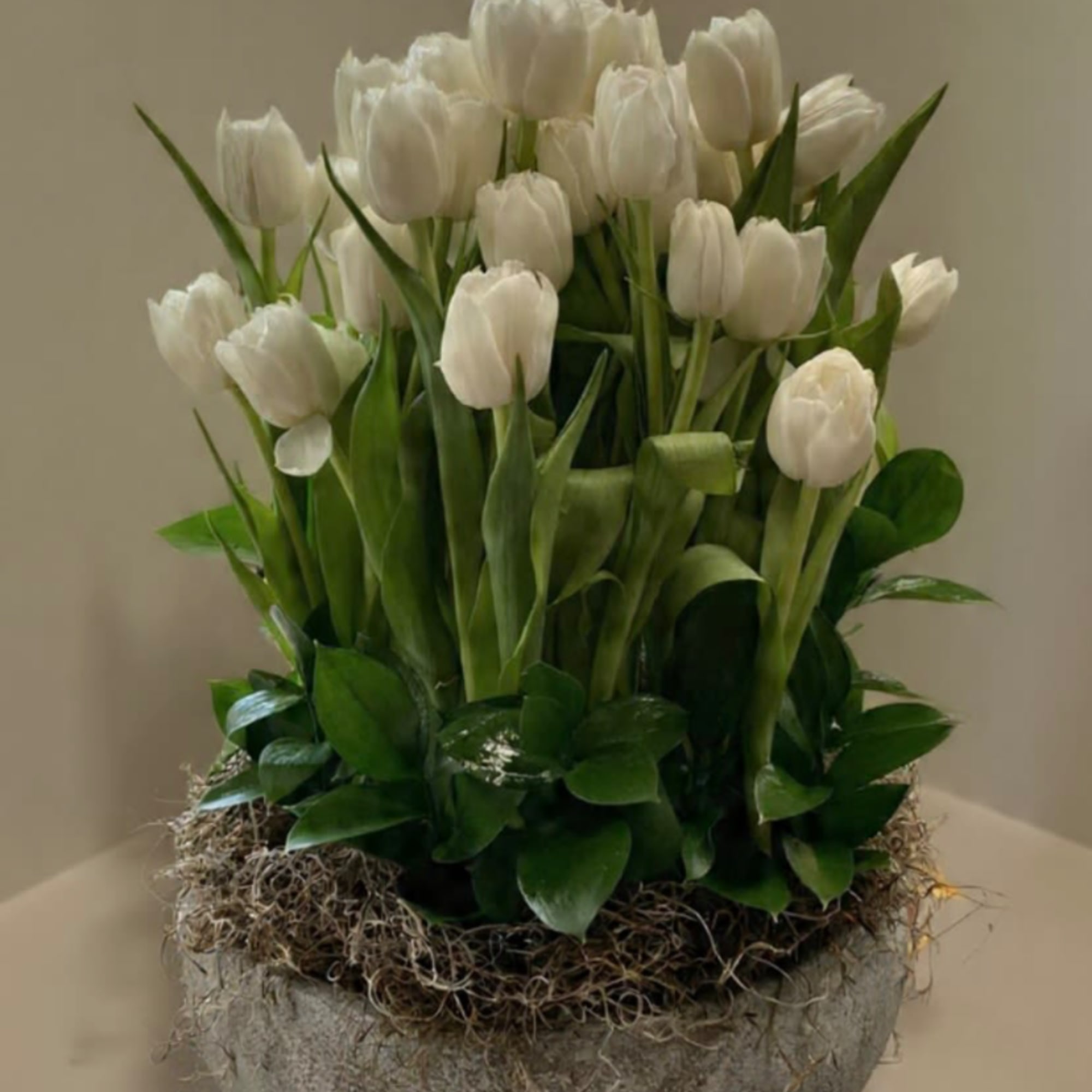 Modern, simple and glamorous!
Delicate white tulips in a cement modern pot.