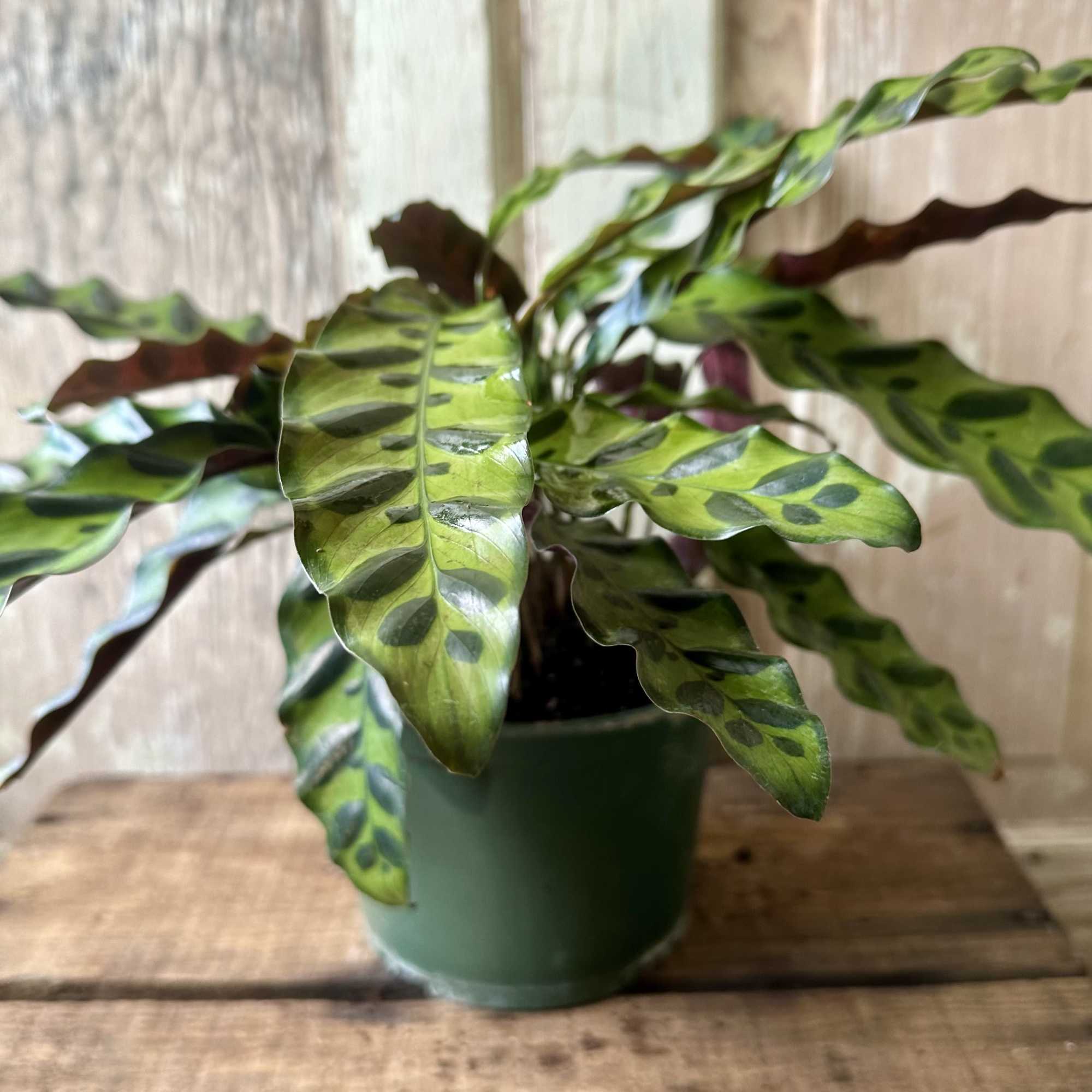 The Calathea &ldquo;Rattlesnake&rdquo; Plant is a striking, pet-friendly houseplant with beautiful patterned