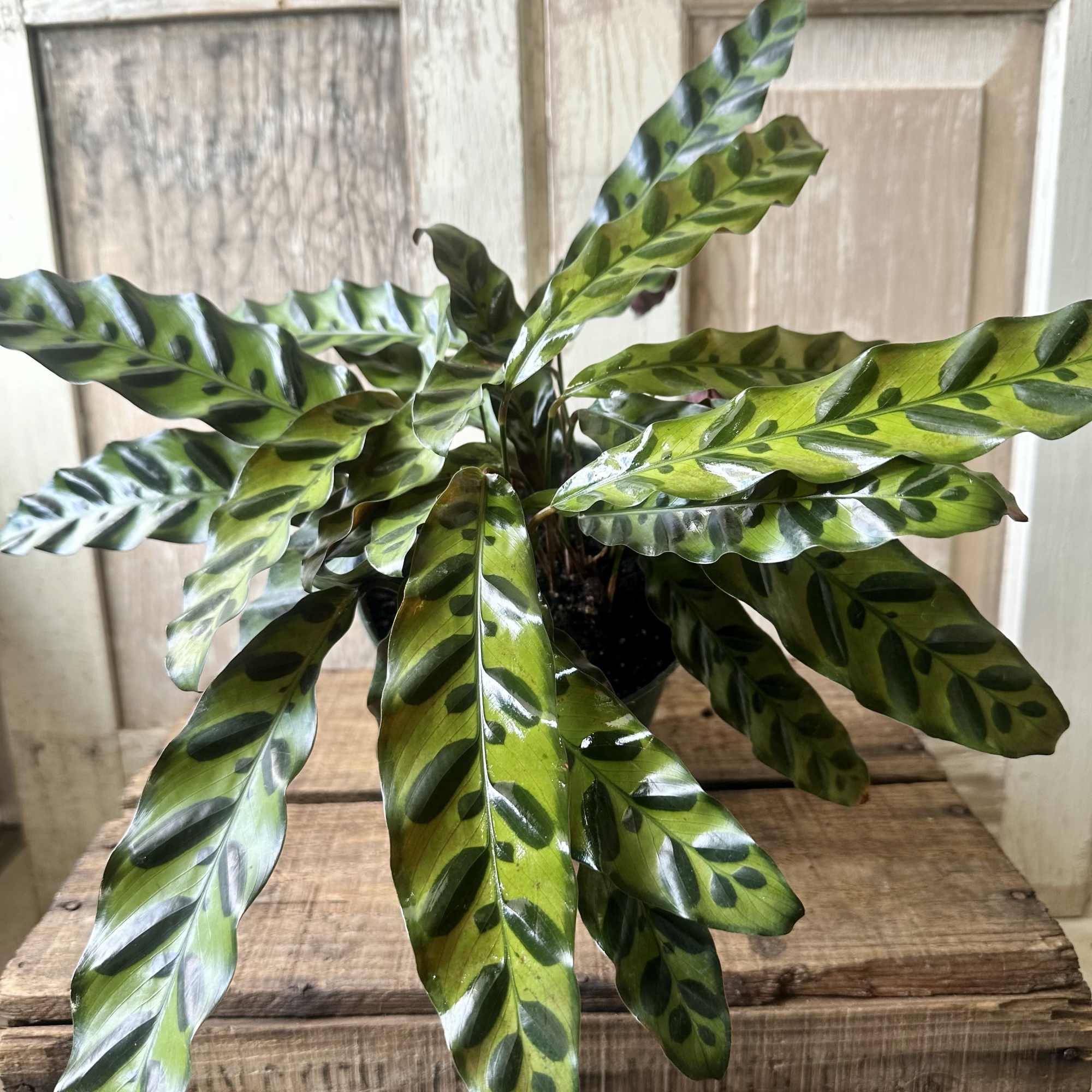 The Calathea &ldquo;Rattlesnake&rdquo; Plant is a striking, pet-friendly houseplant with beautiful patterned